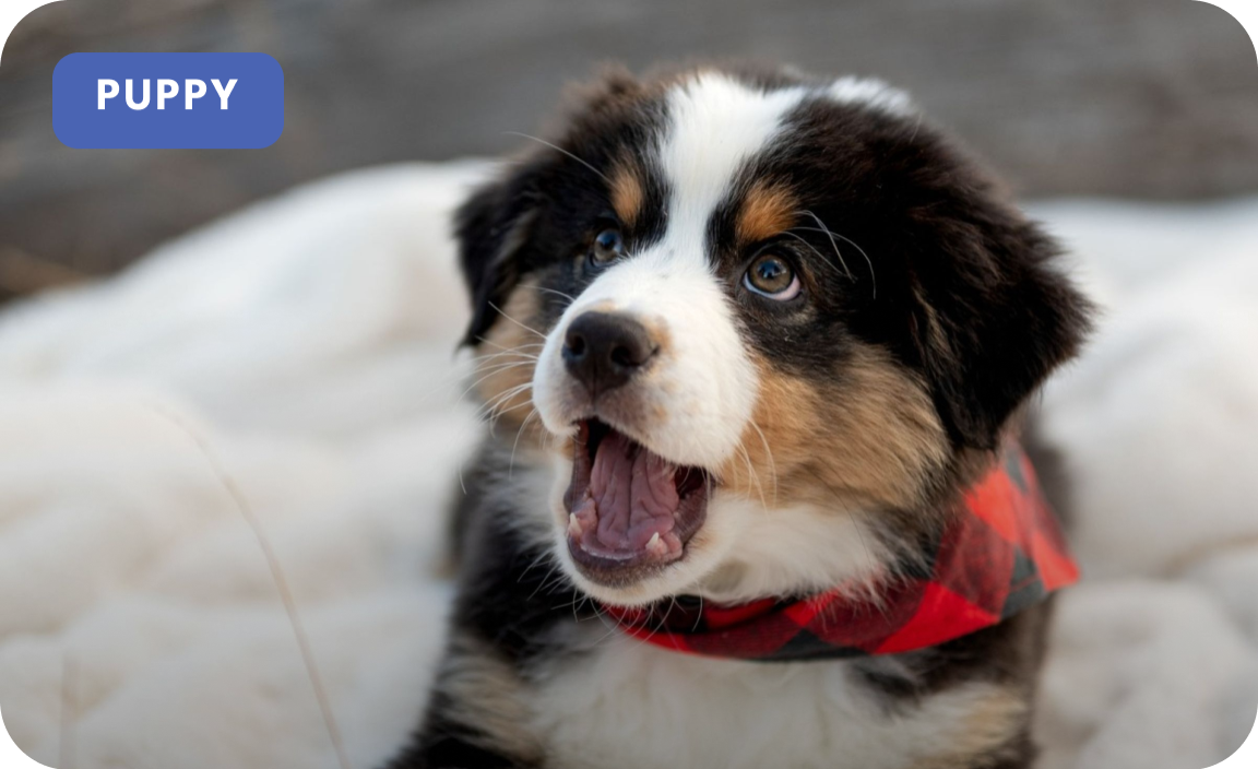 Happy Aussie Puppy Homeschool Training Program