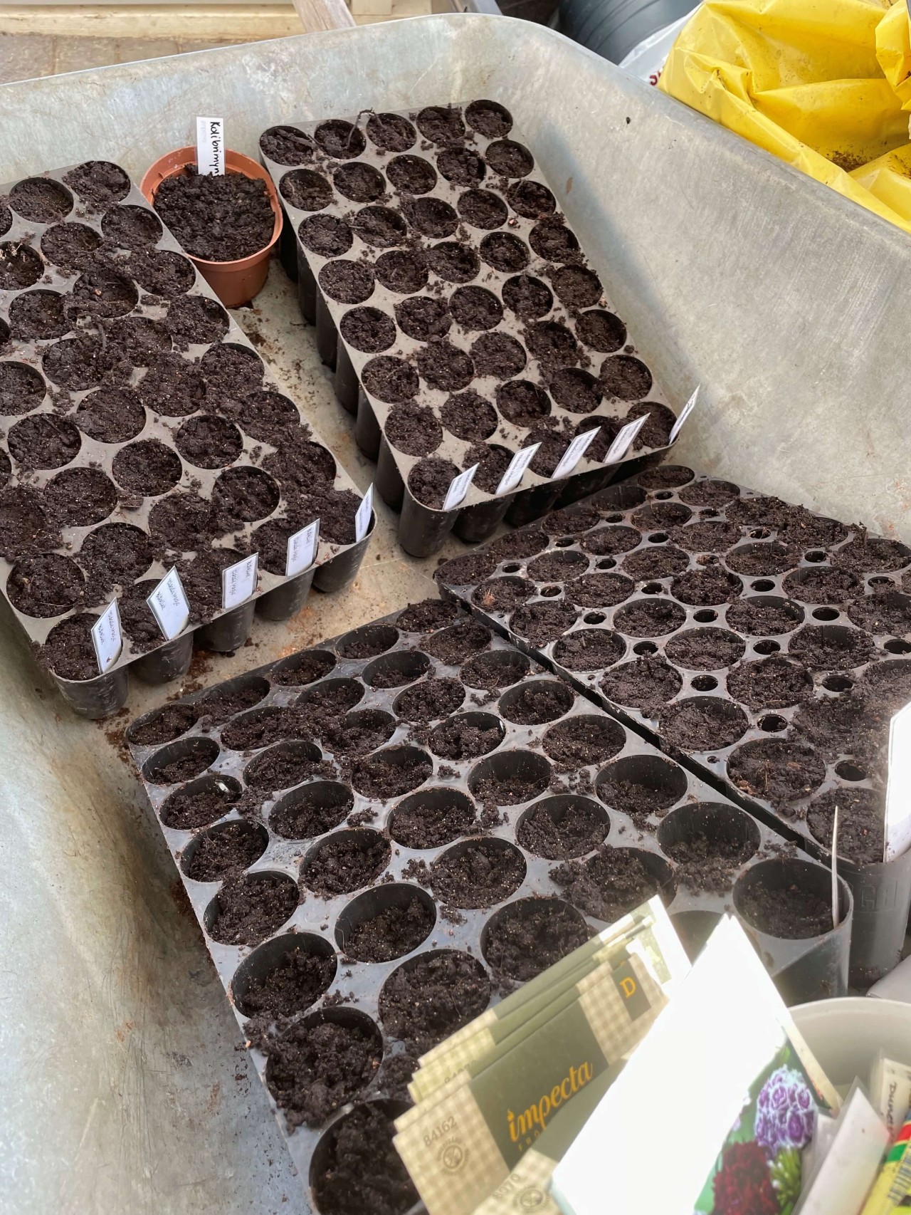 pluggbrätten att så frön i