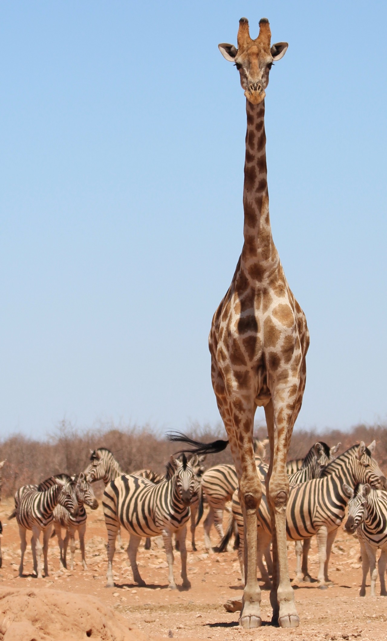 Bild på en ståtlig giraffi savannens solsken med ett flertal zebror bakom