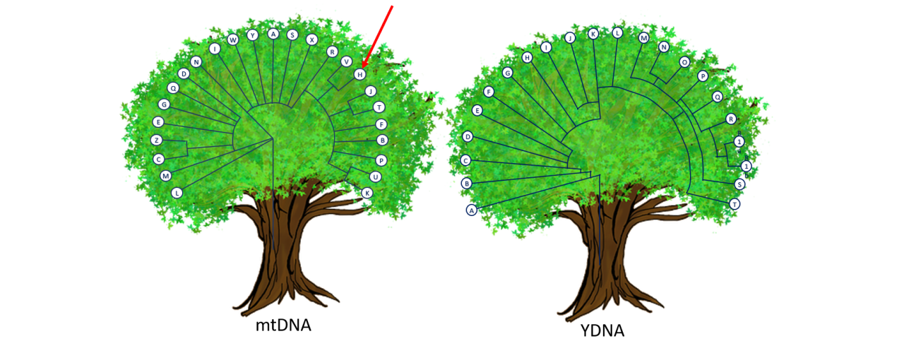 Illustration av två träd som visar mtDNA och YDNA som olika genetiska linjer bakåt i tiden.