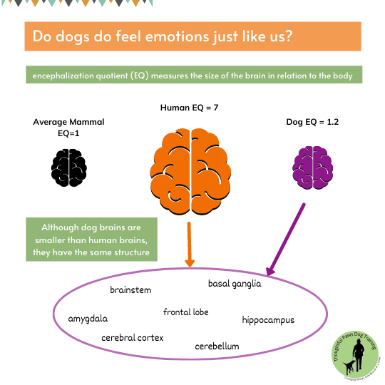 Do dogs feel emotions just like us?