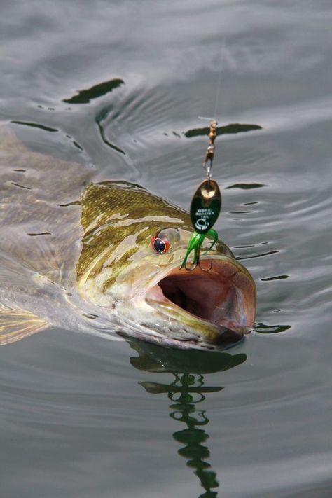 Fishing Lures Explained: When and How to Use Them
