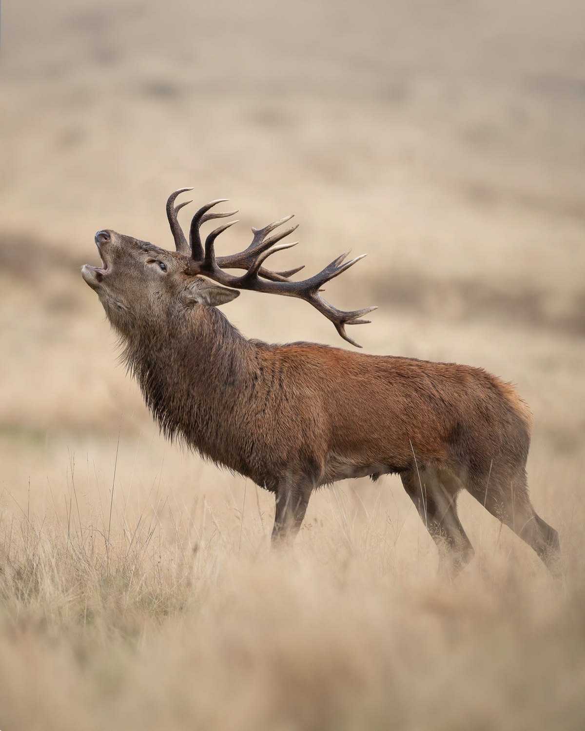 Reading the Rut: How Deer Behavior Changes and What to Do About It