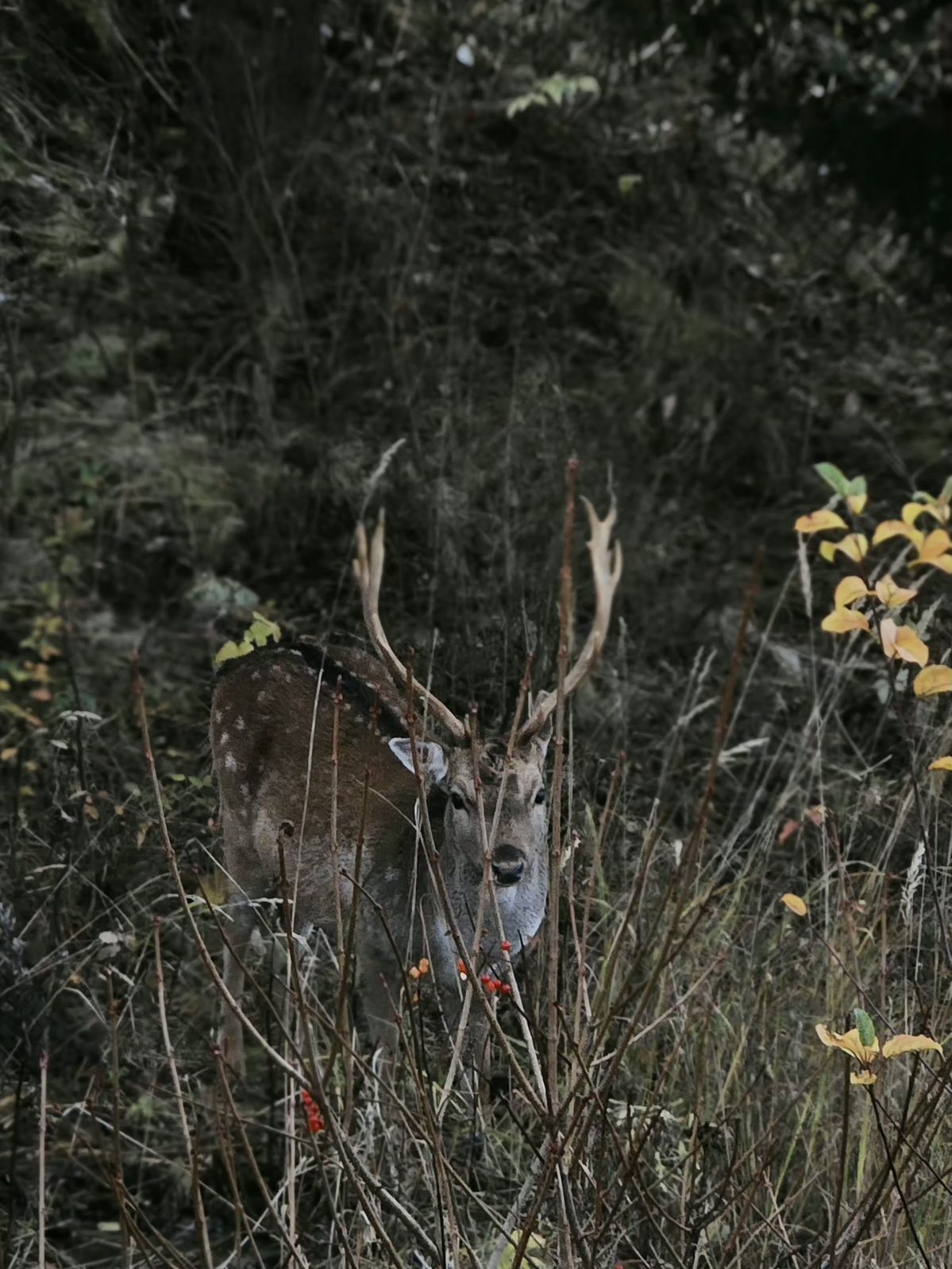 Blood Trail 101: How to Track a Deer After the Shot