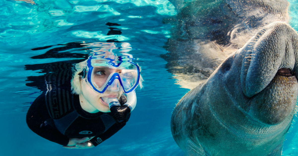 Swim with Manatees and Tour the River
