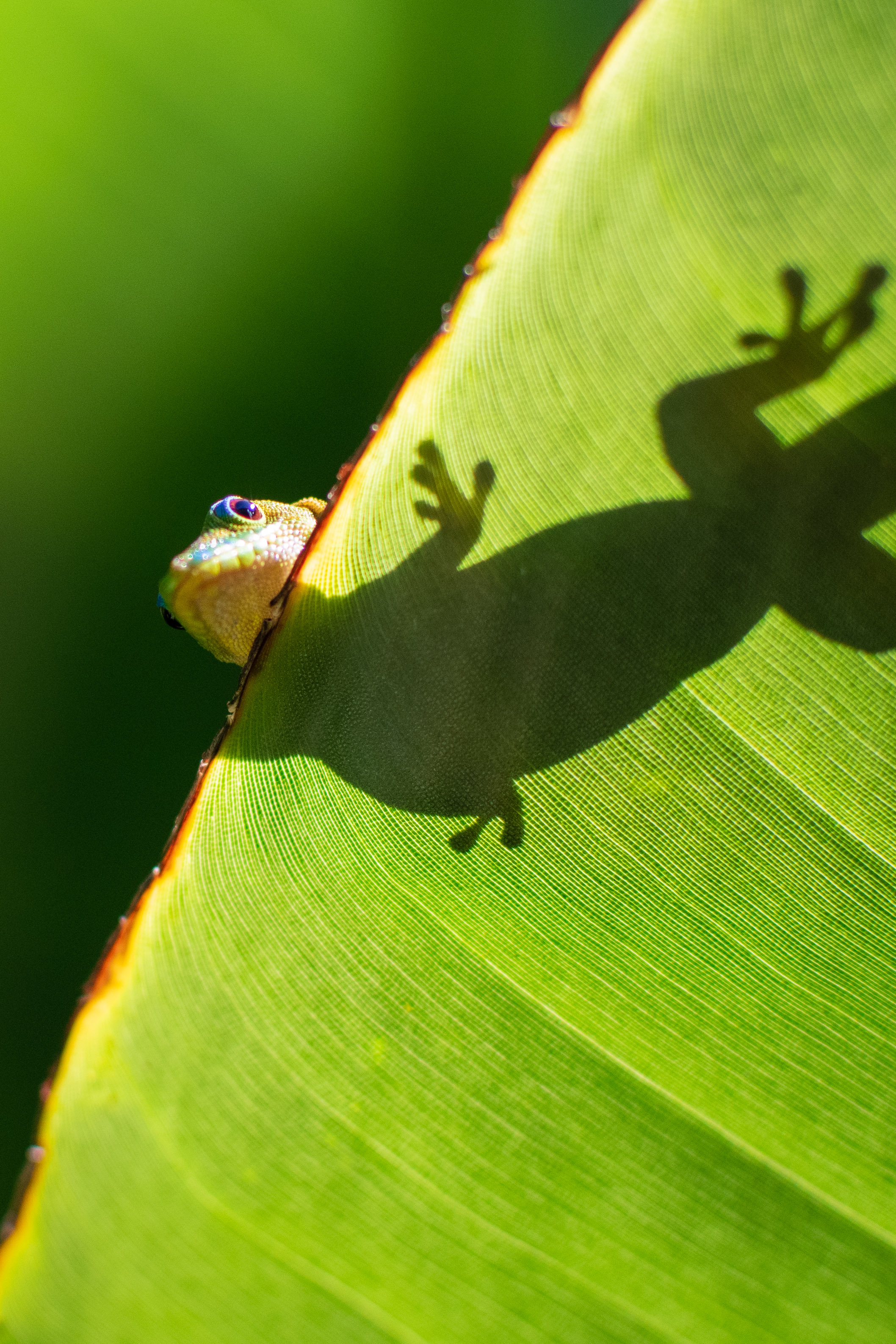 gecko and leaf
