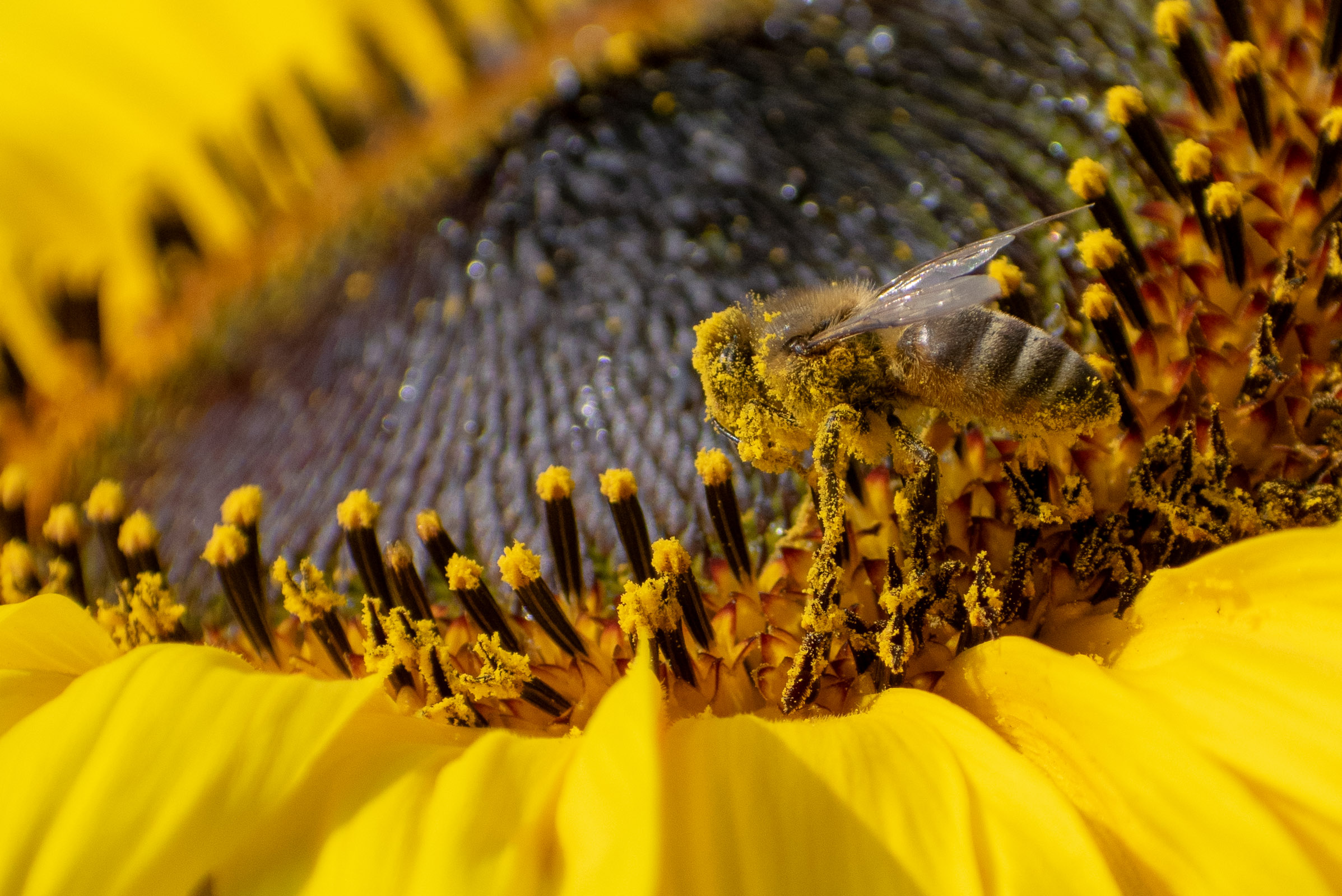 bee