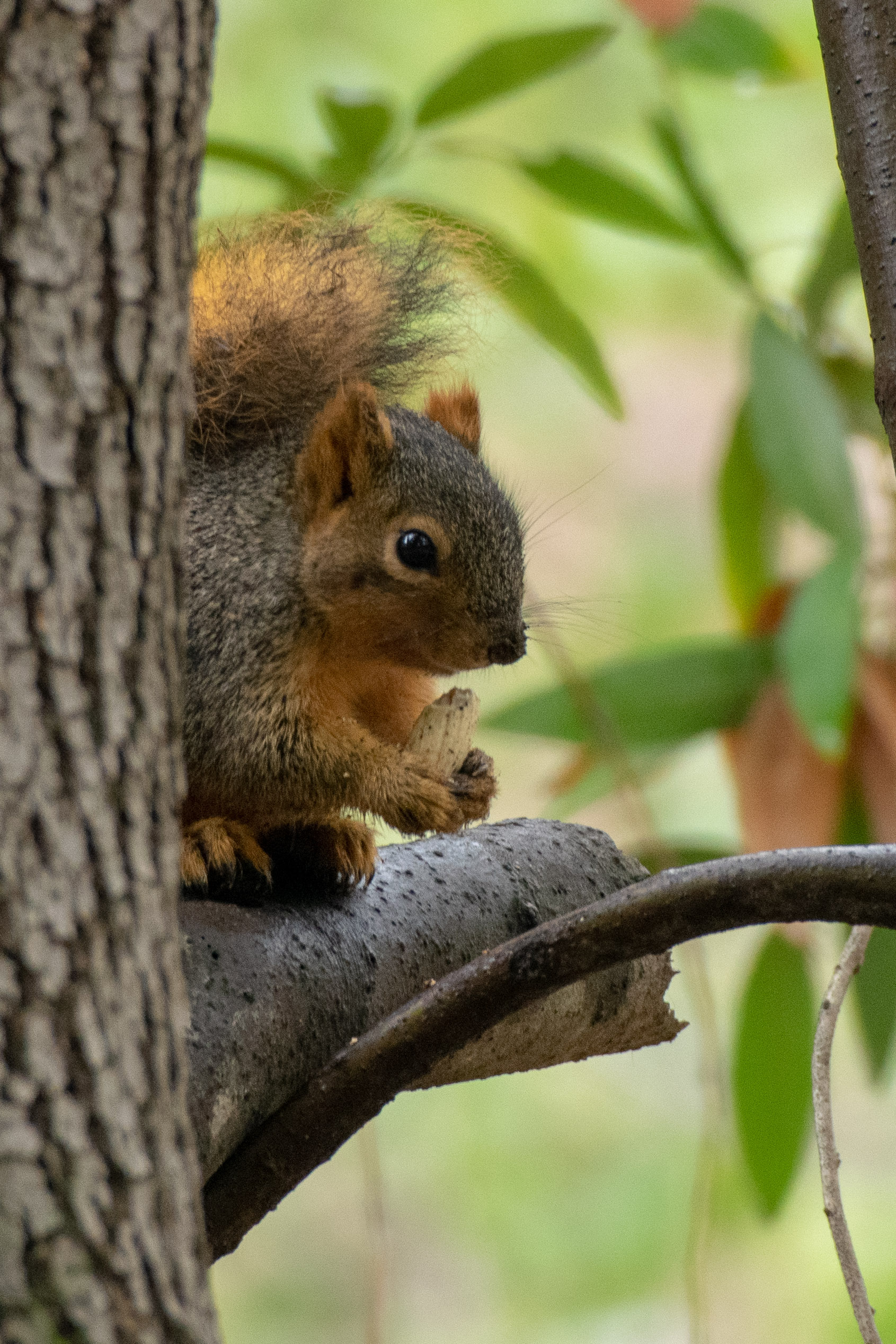 squirrel eating an acorn