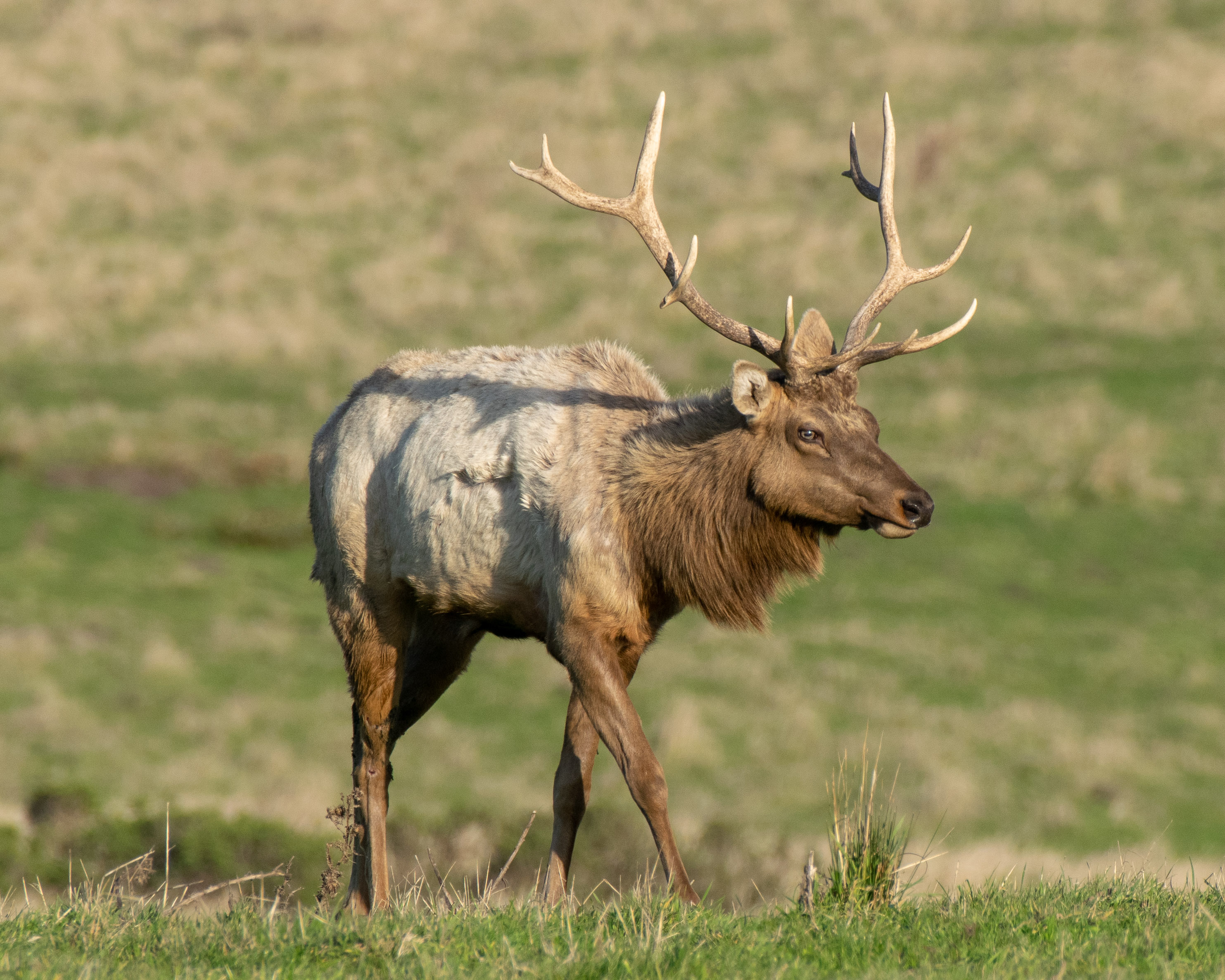 elk