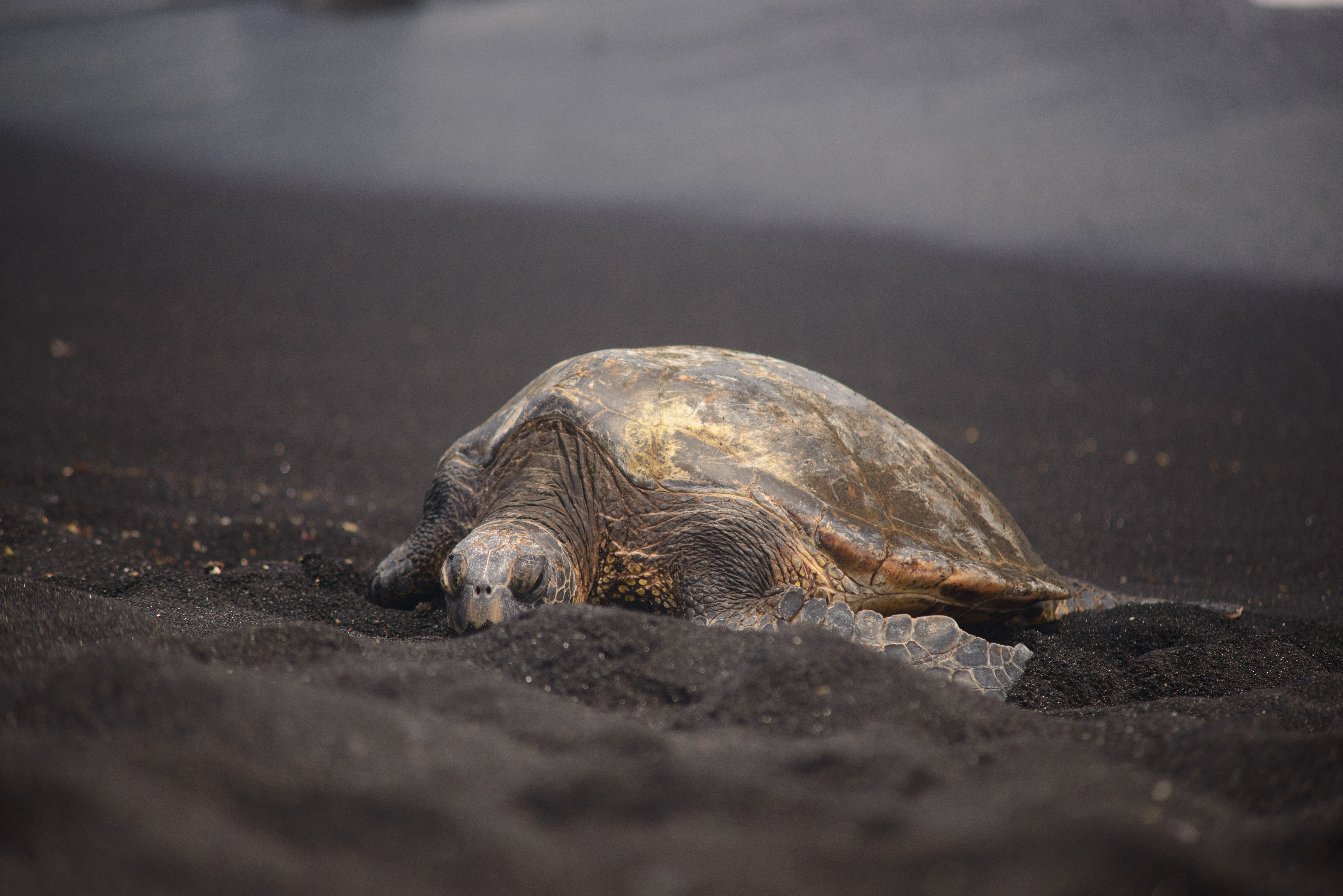 turtle