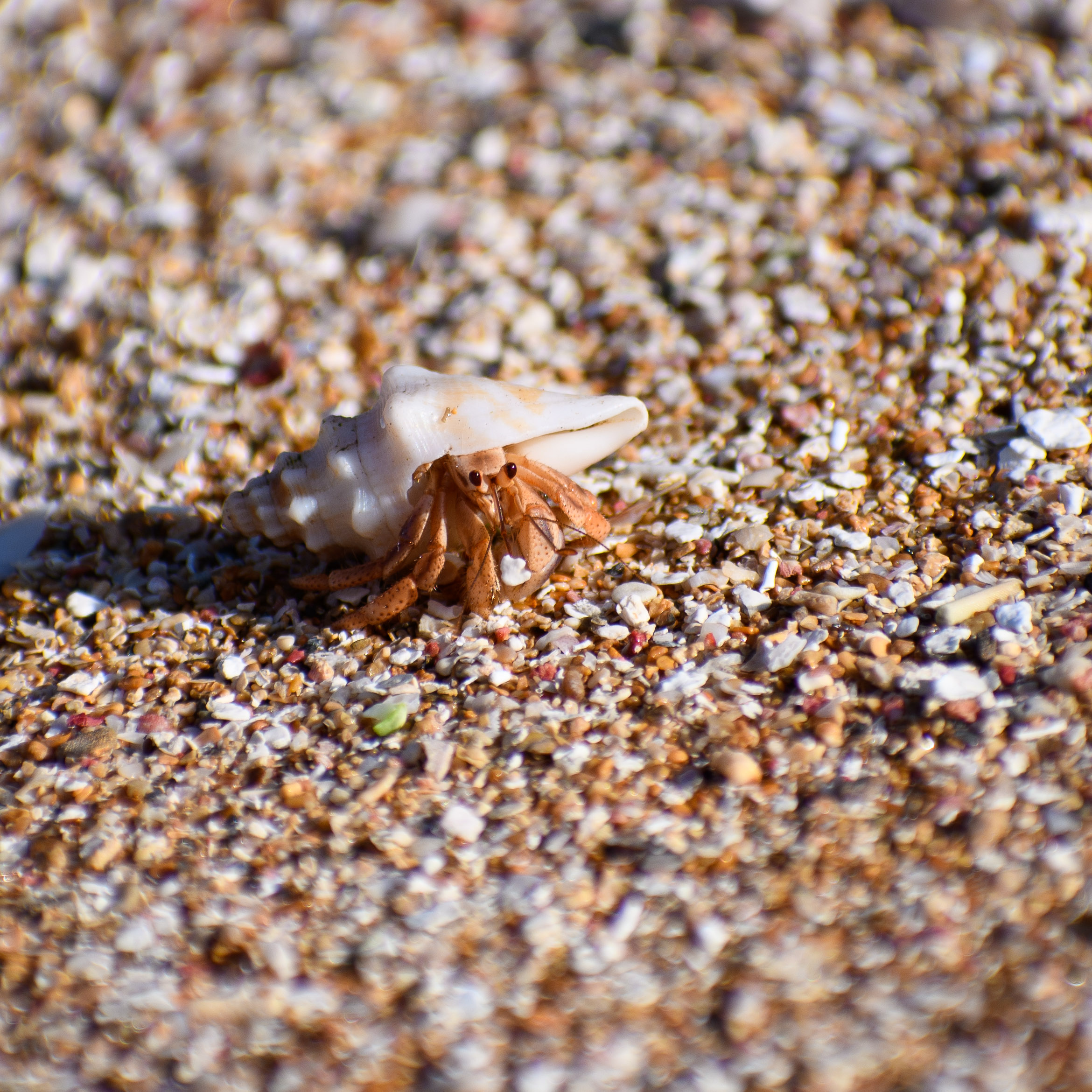 hermit crab