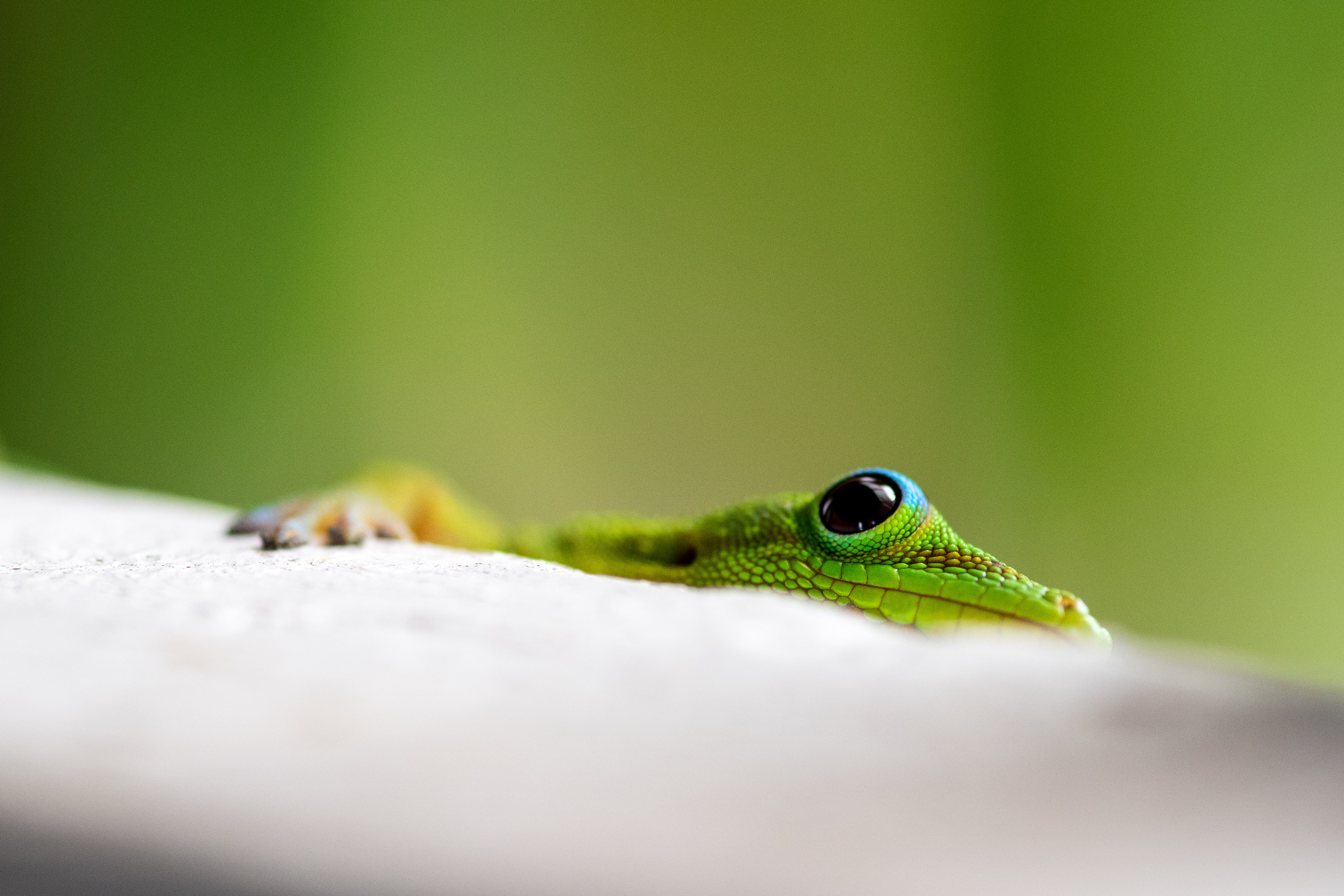 gecko