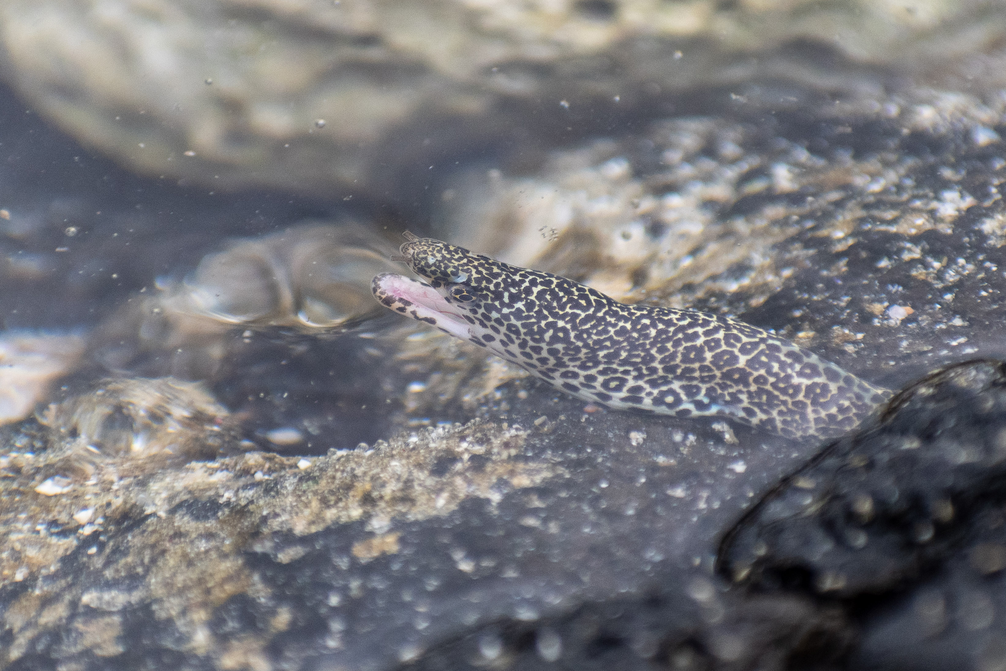 baby eel