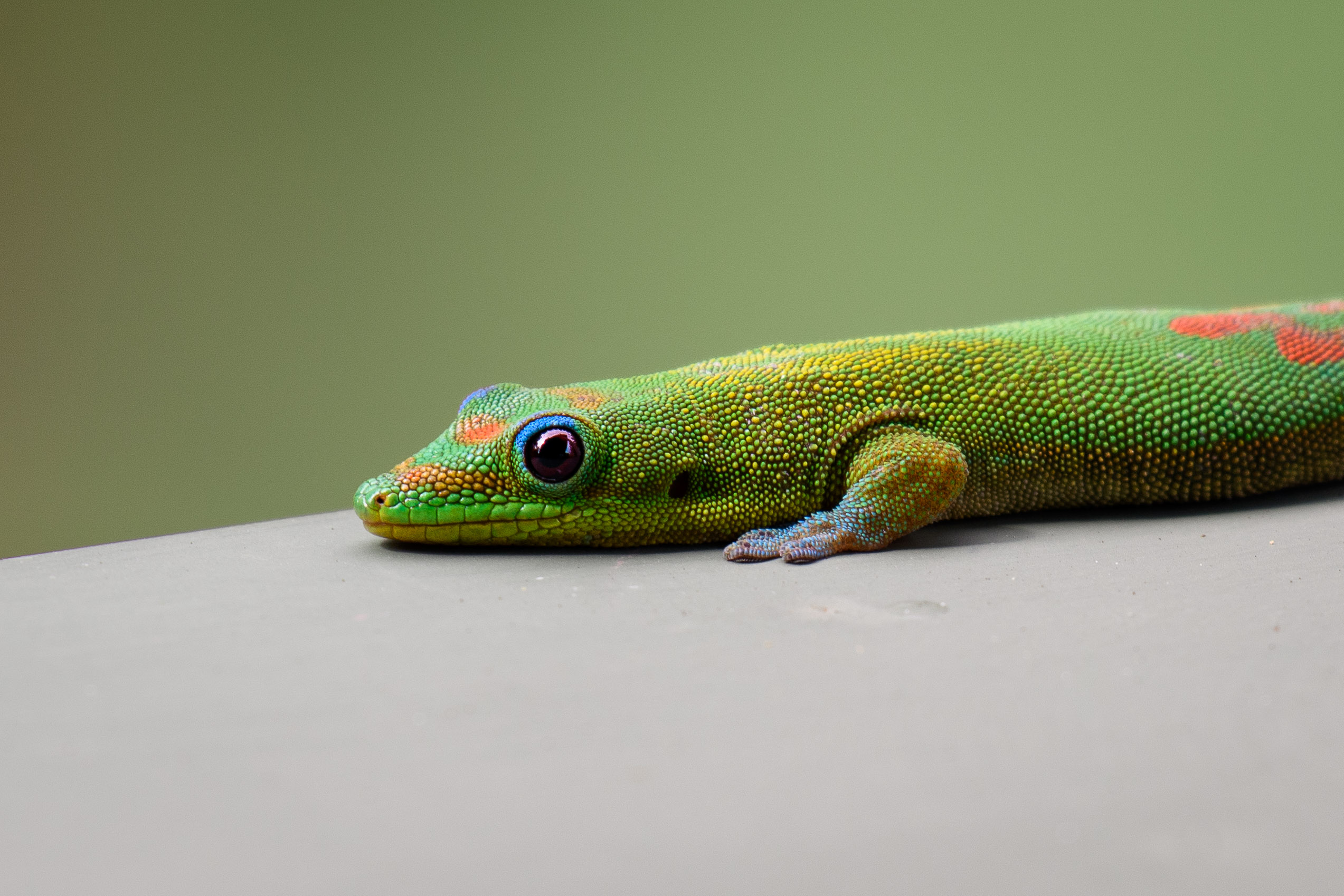 gecko