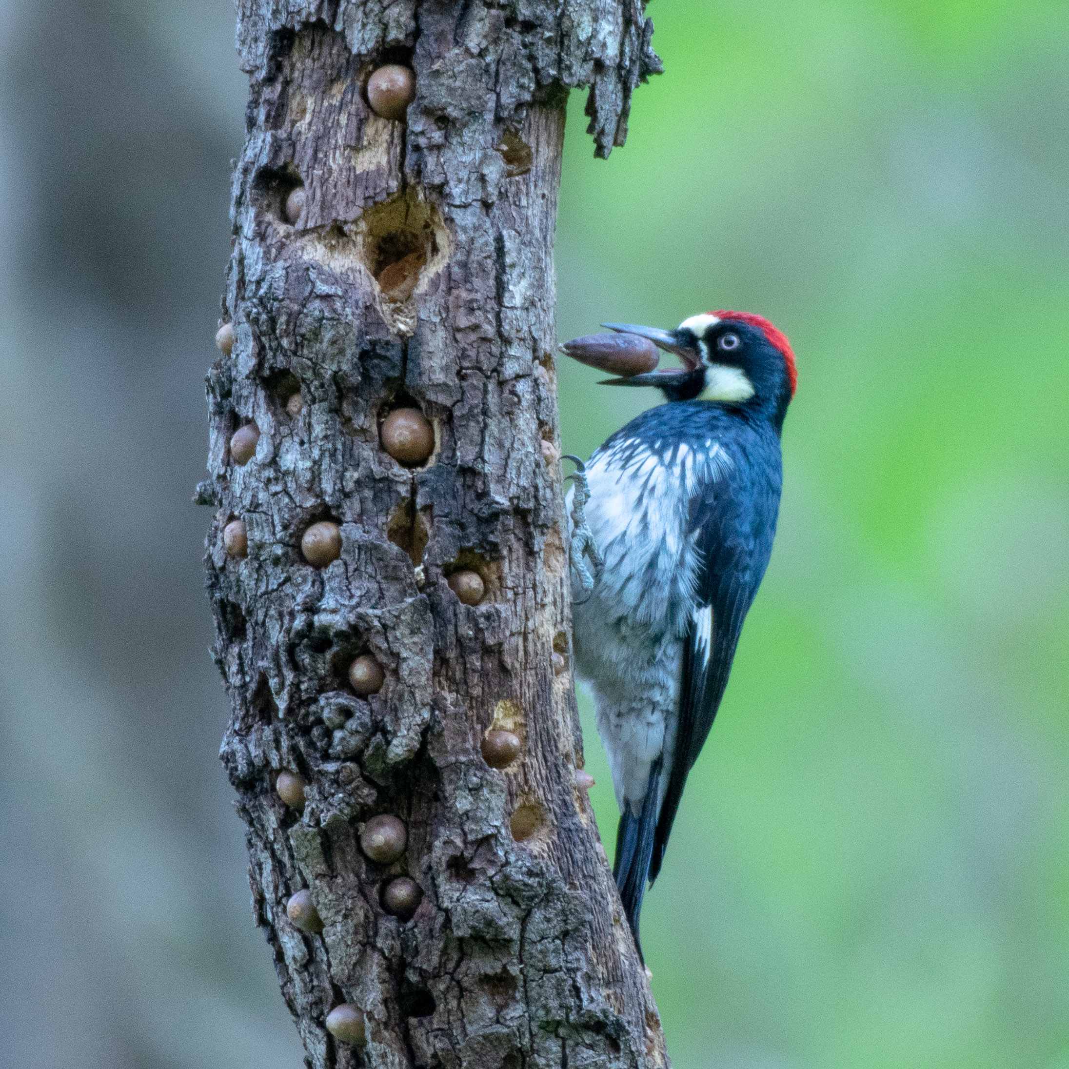 acorn woodpecker