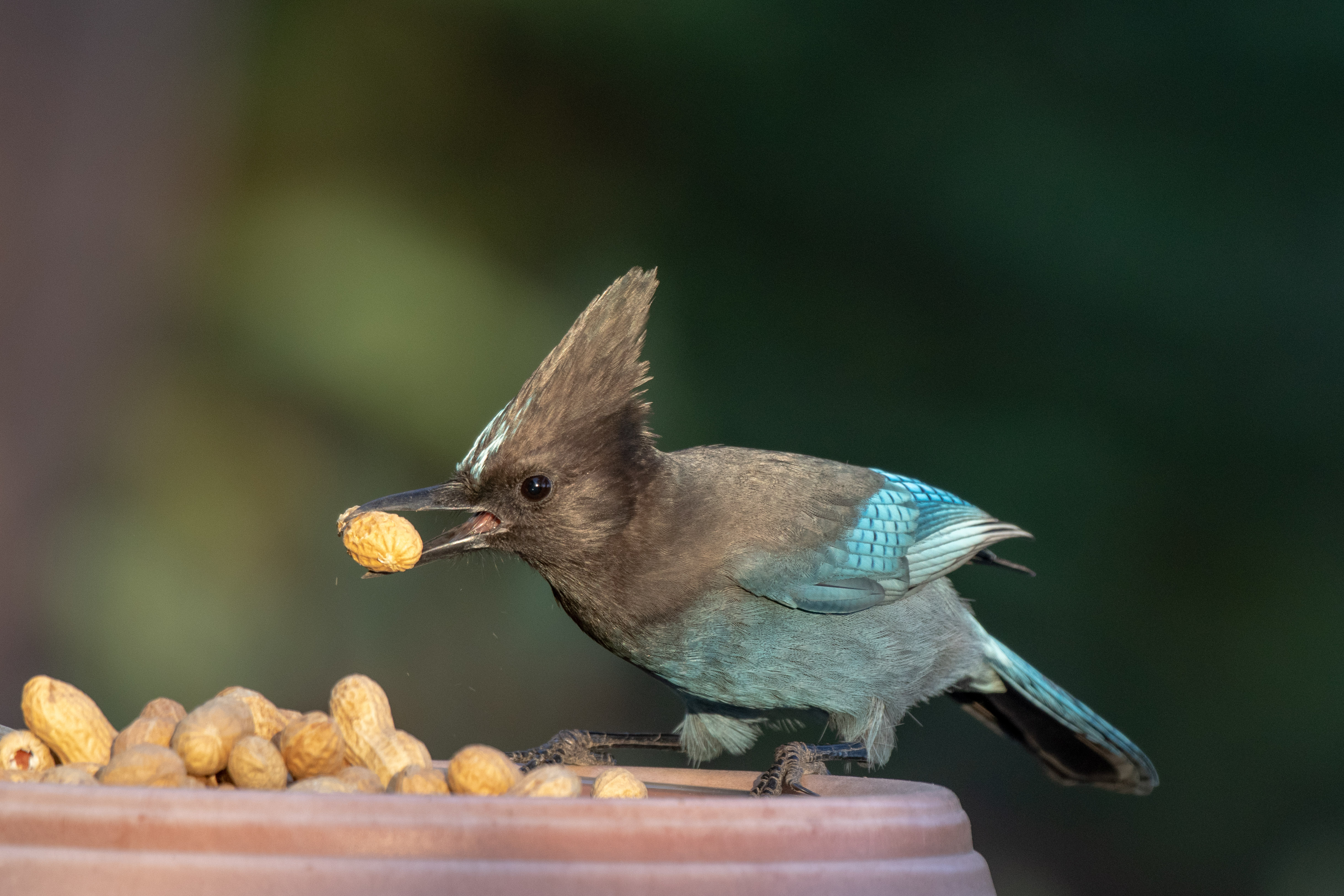 stellars jay