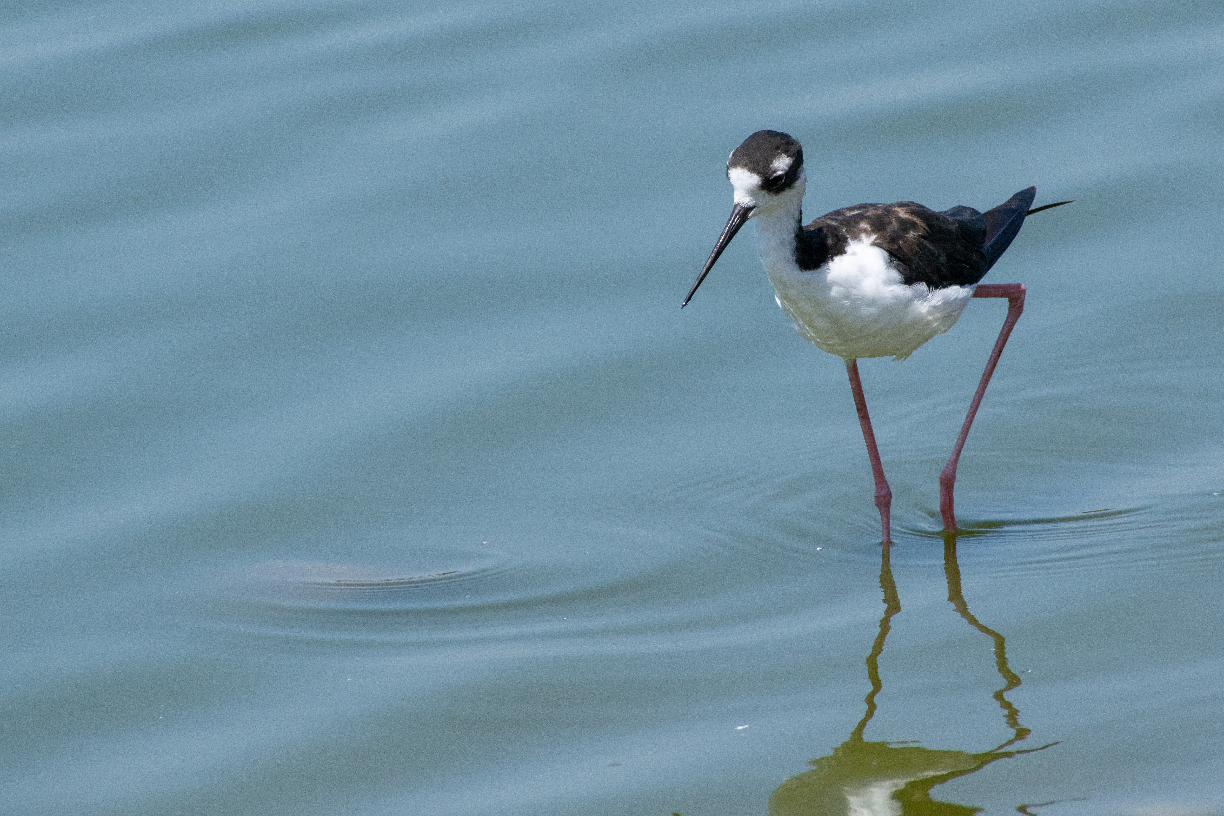 bird in water