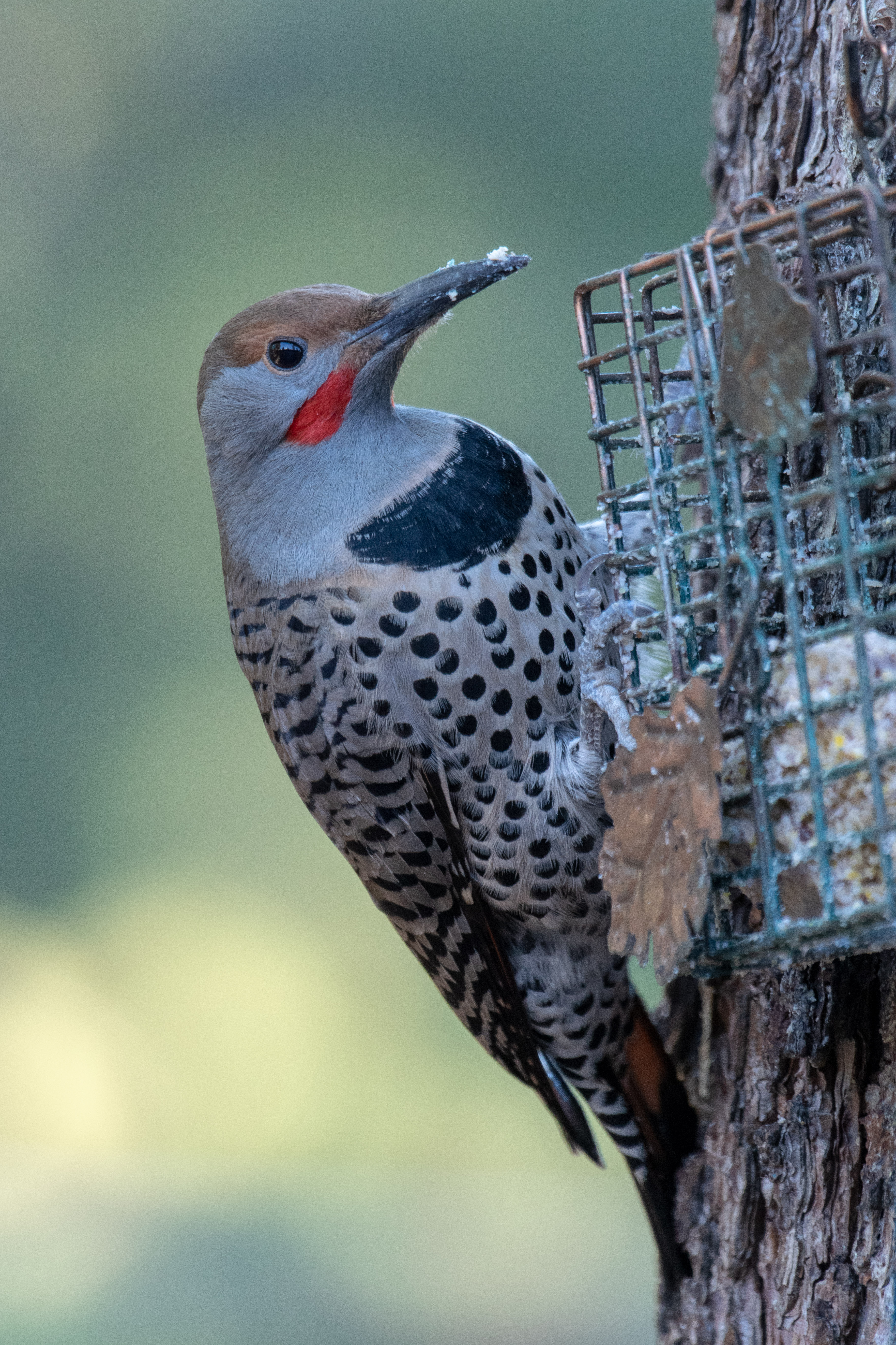 northern flicker