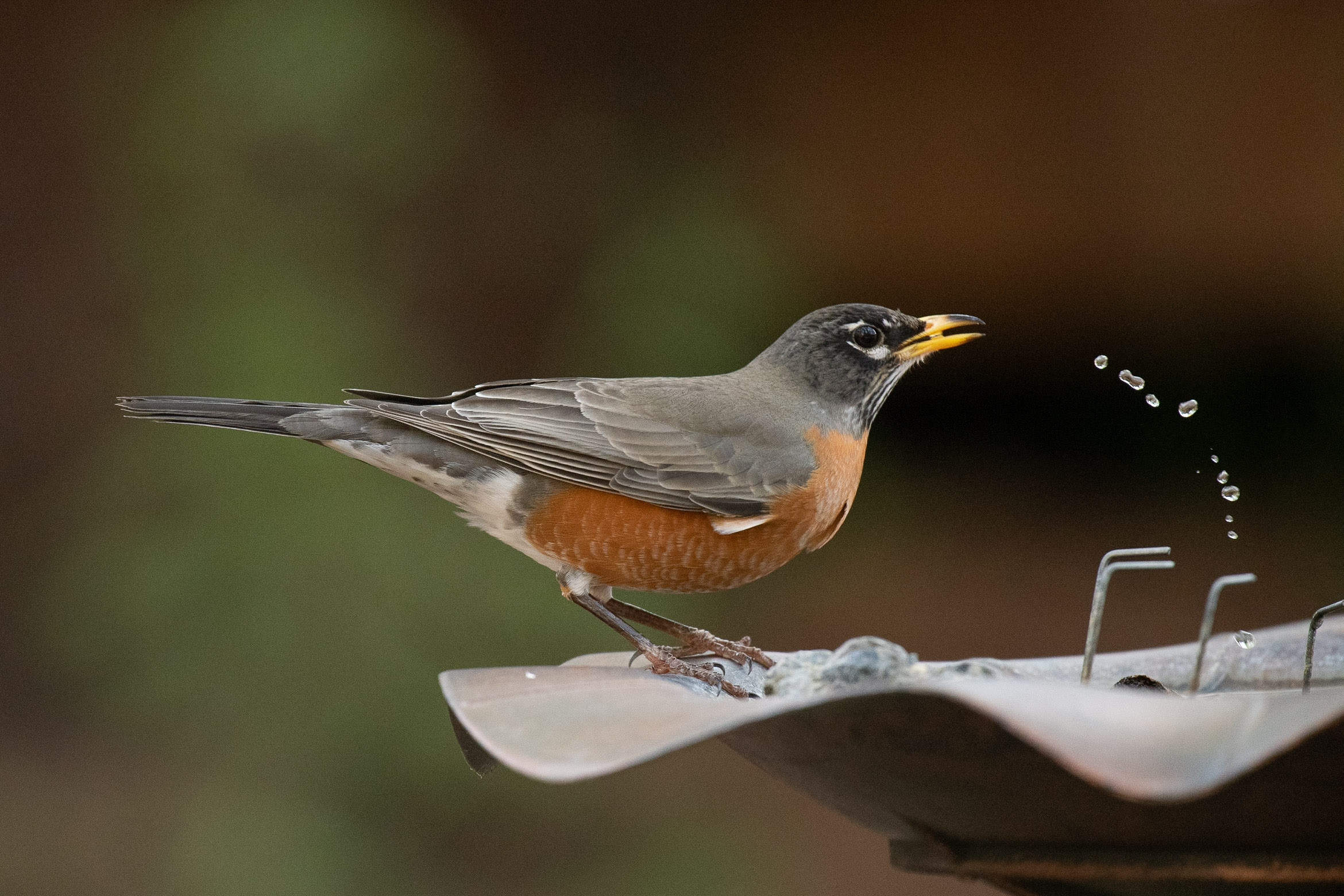 robin drinking water