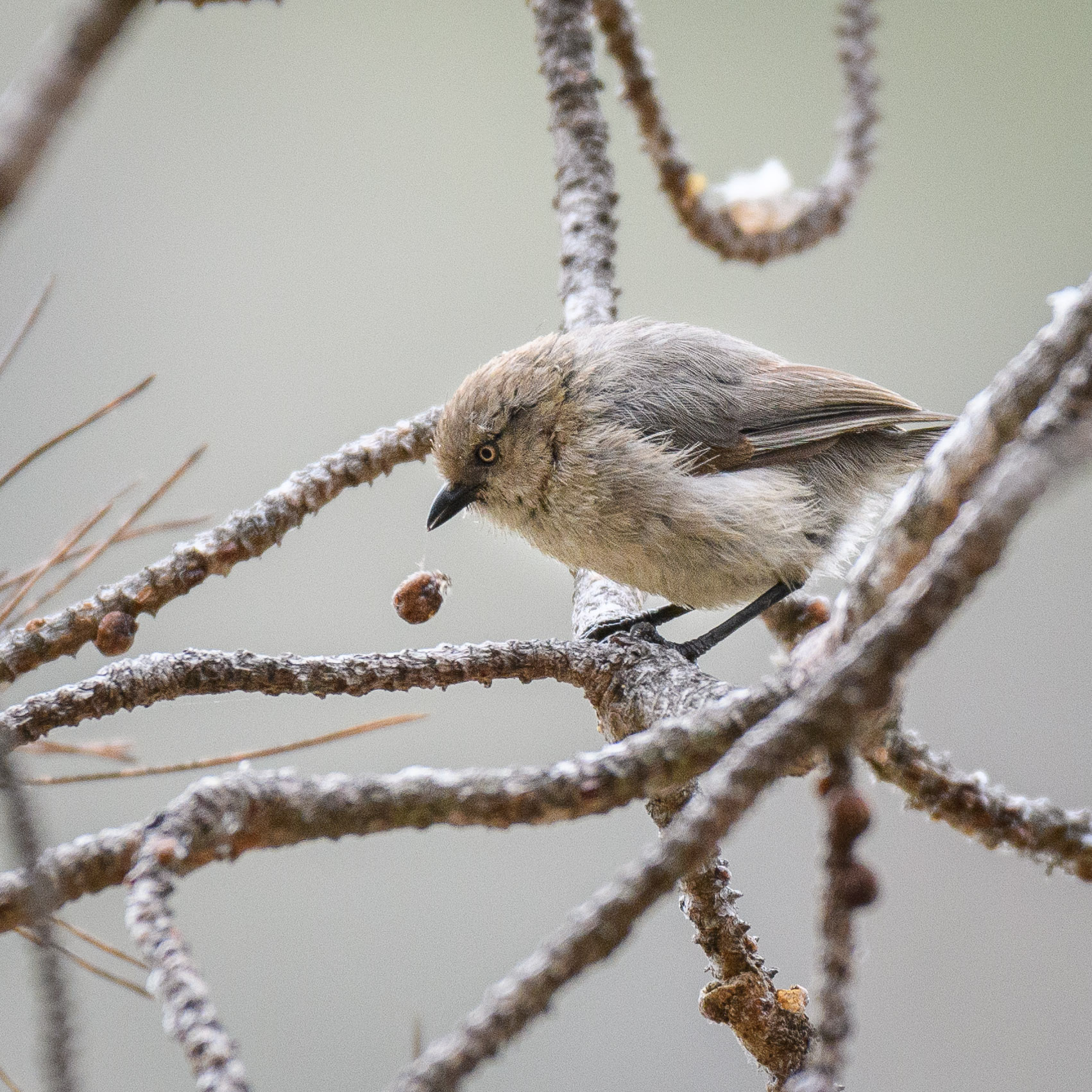 bushtit