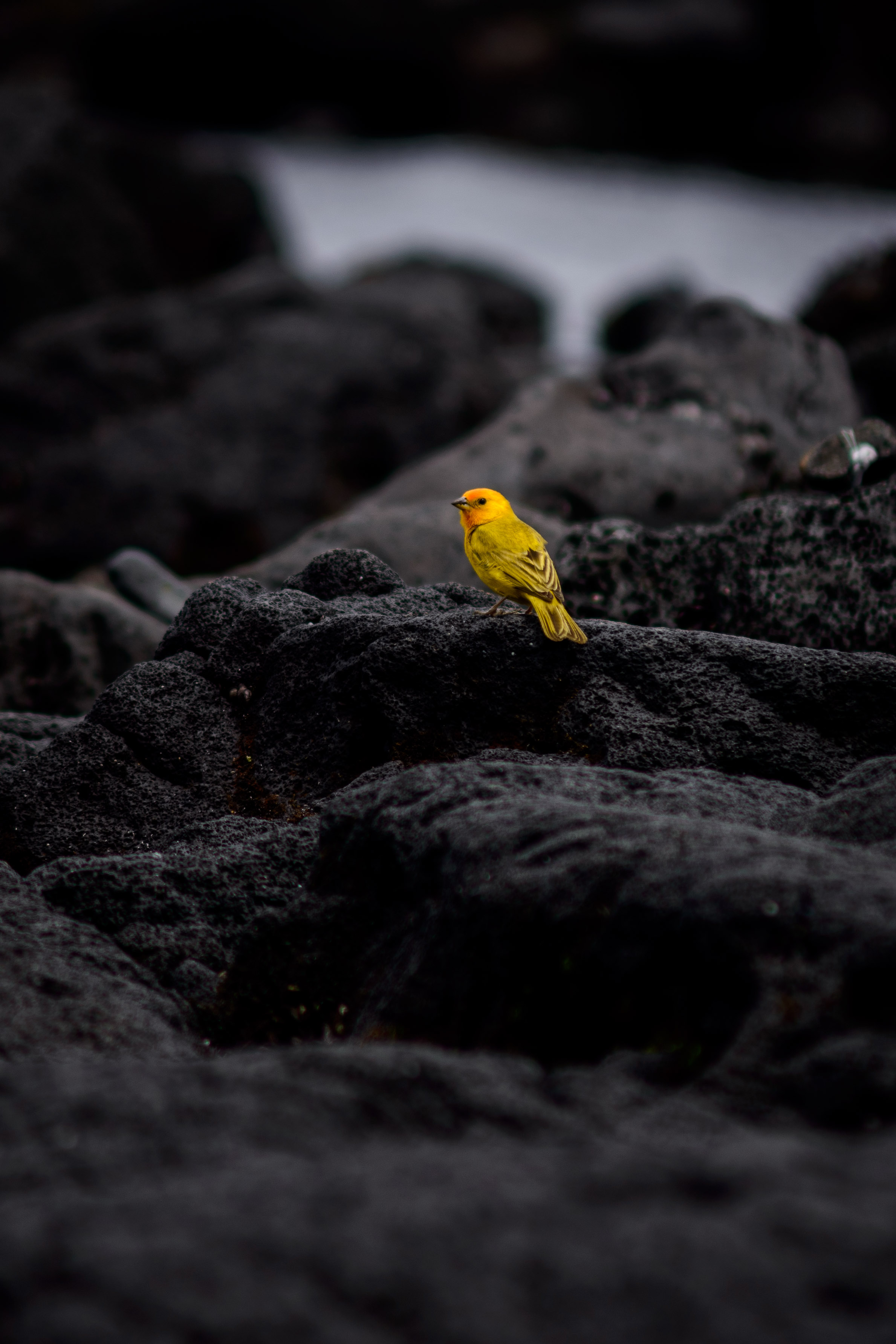 yellow bird on lava rock