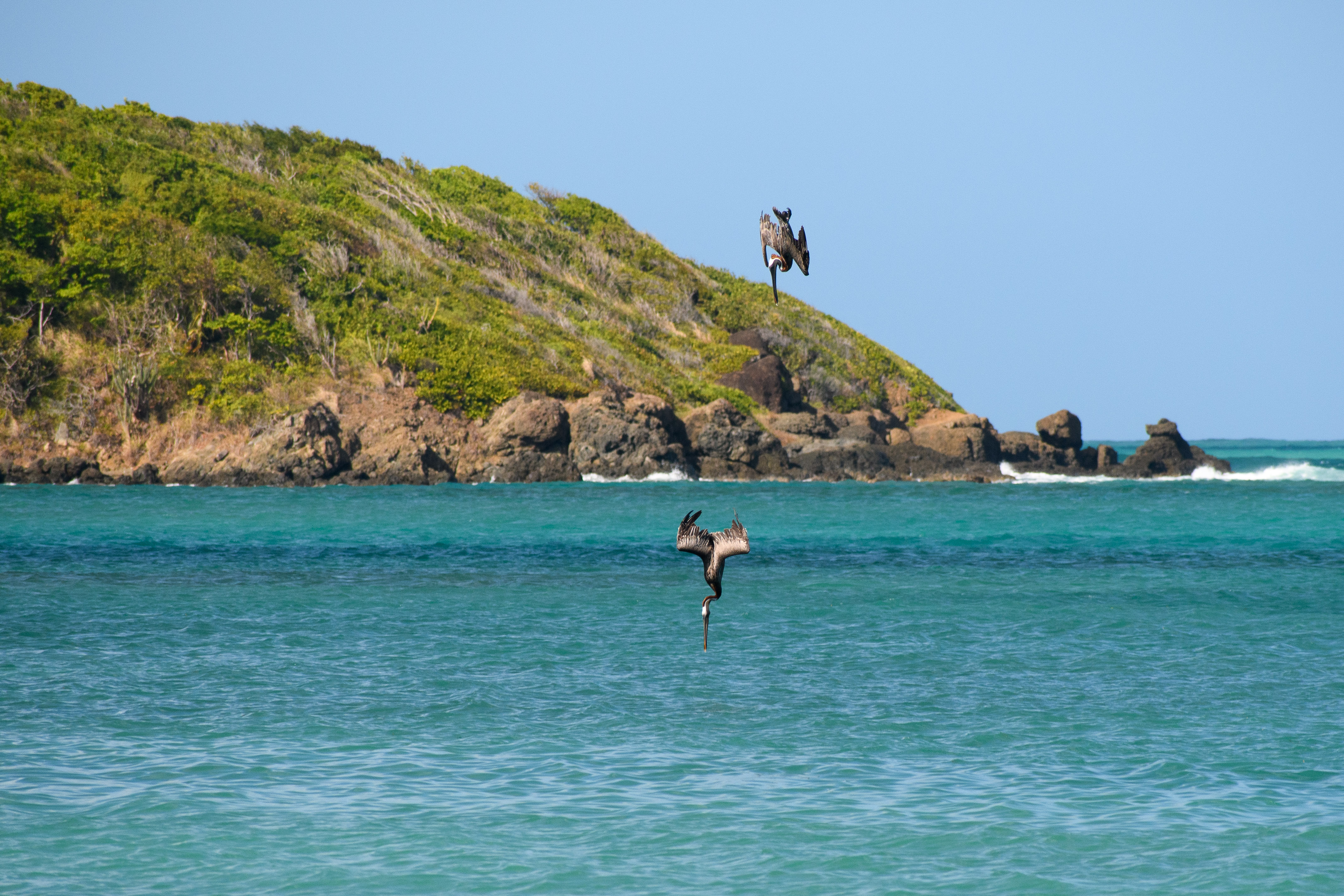 pelicans diving