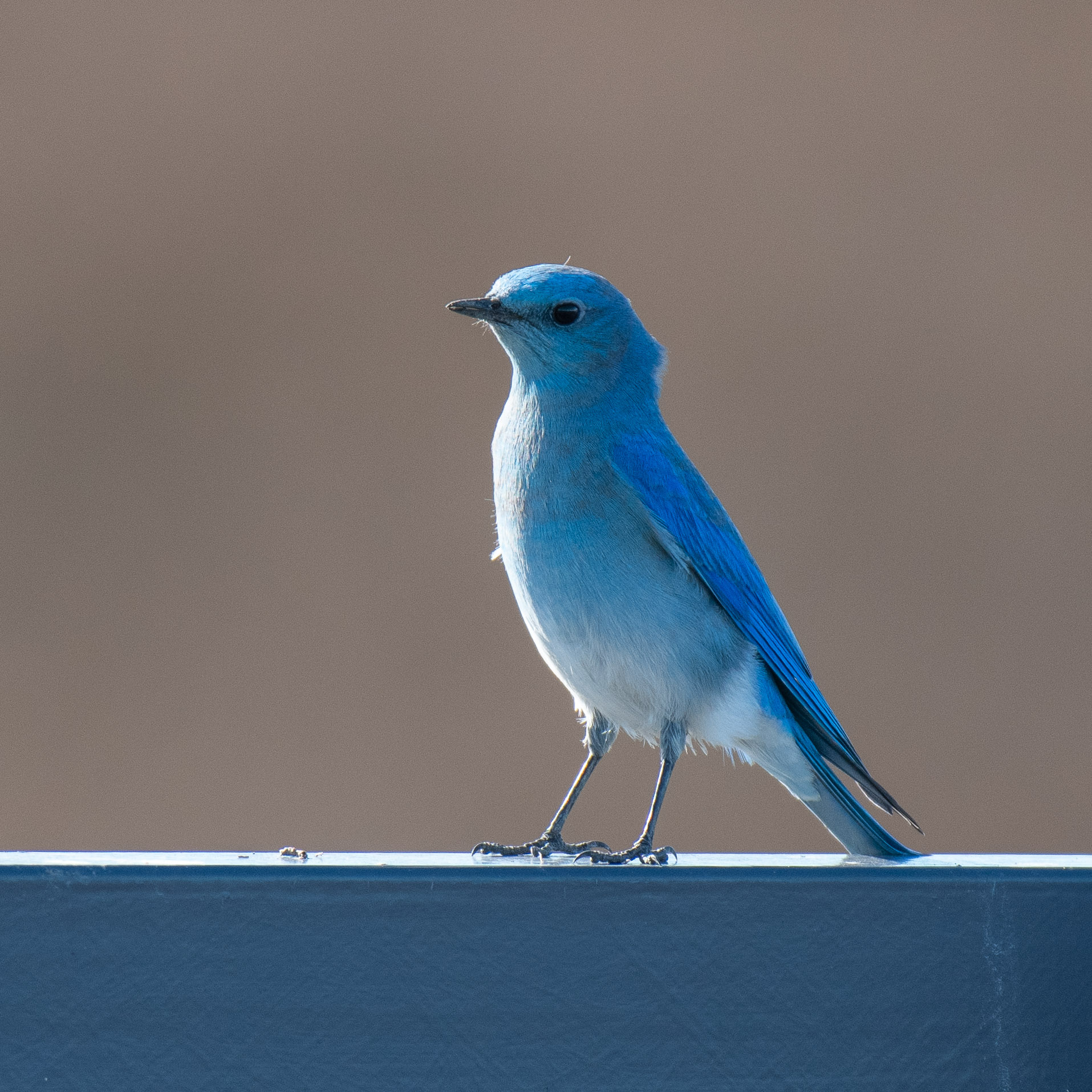 mountain bluebird