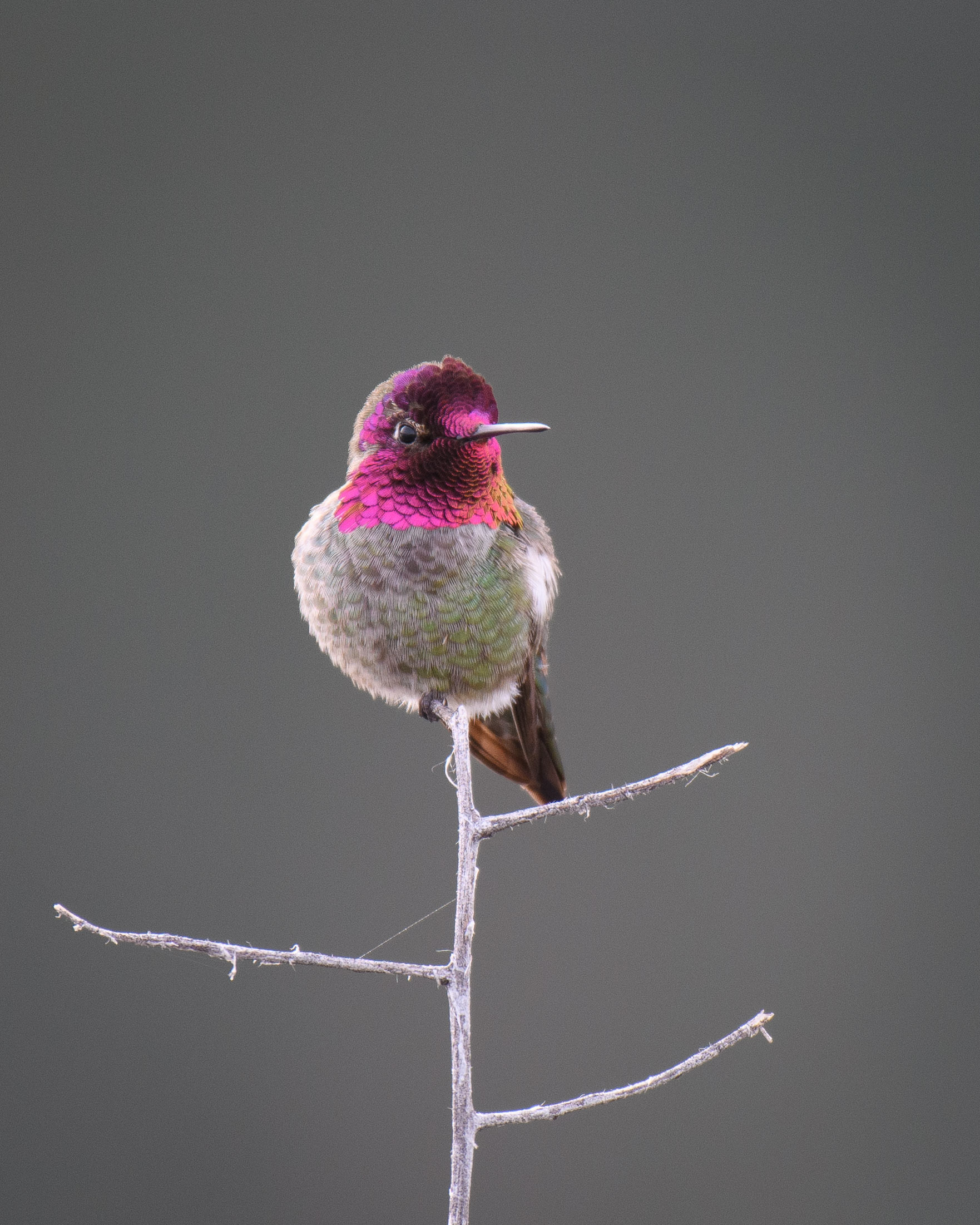 hummingbird