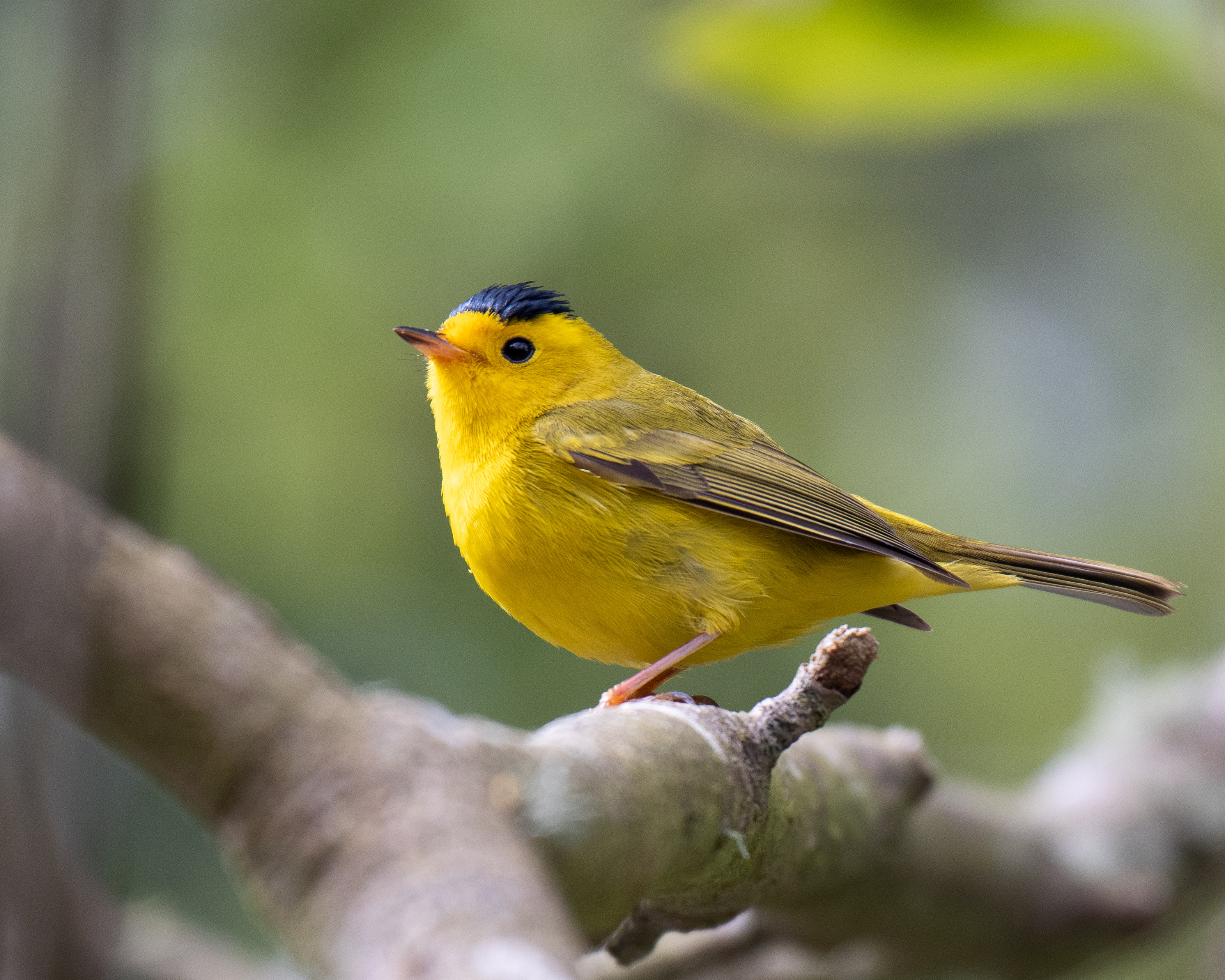 wilsons warbler