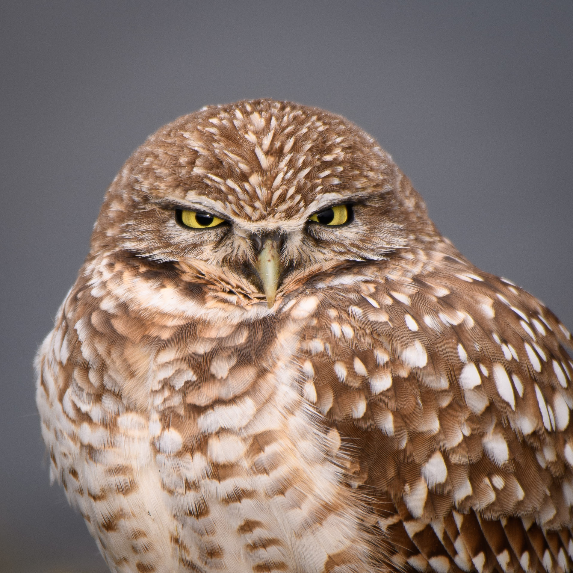 burrowing owl