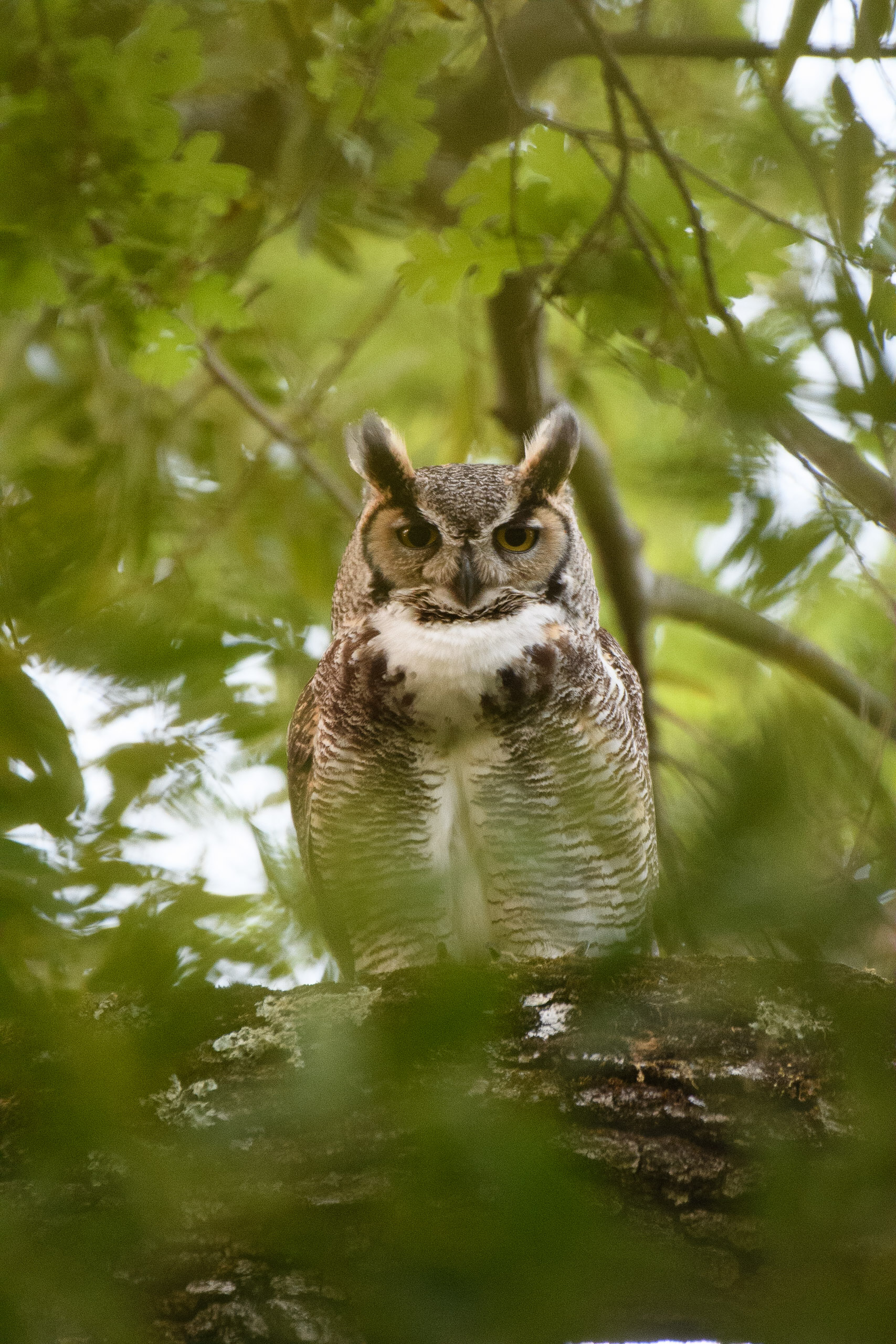 great horned owl