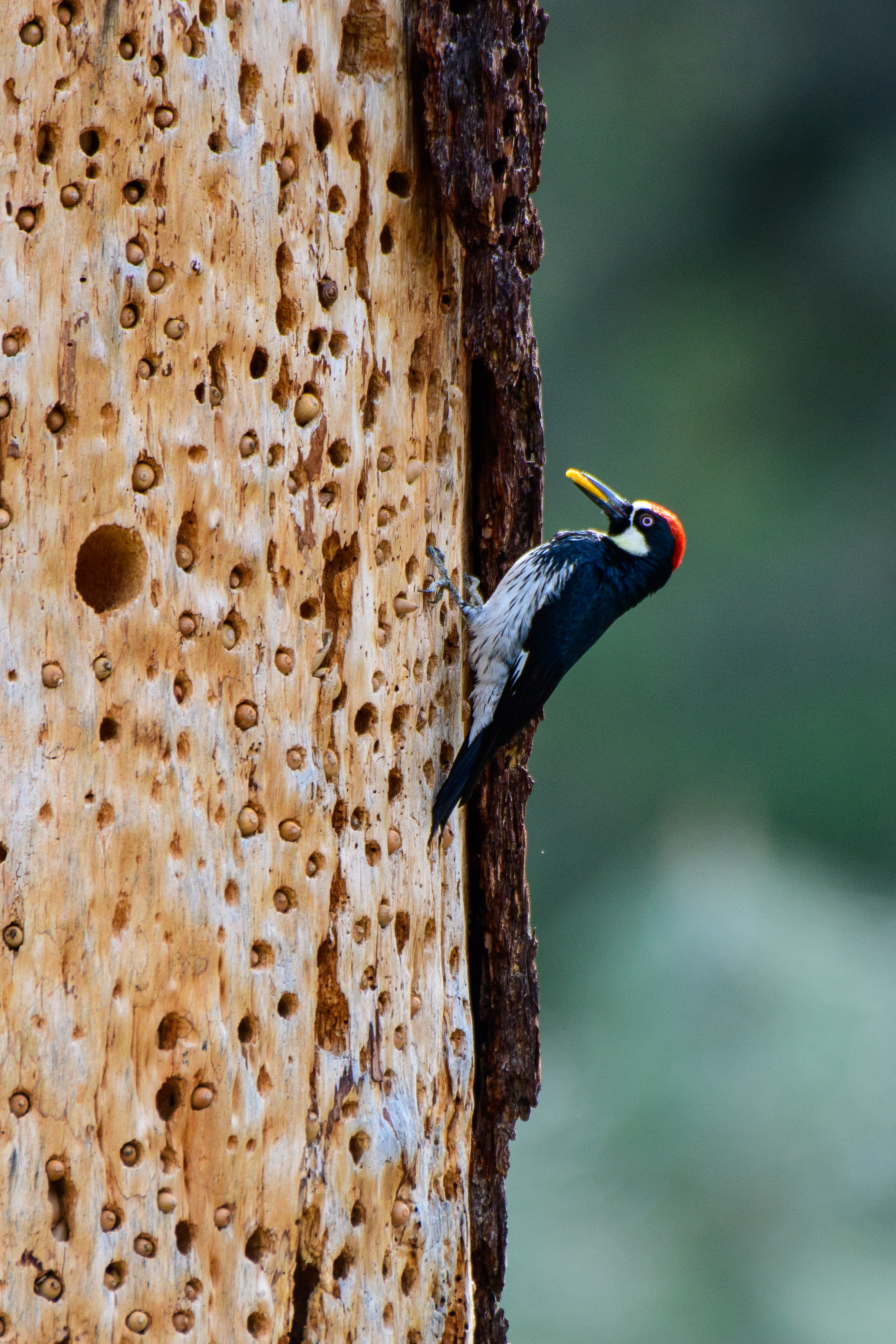 acorn woodpecker