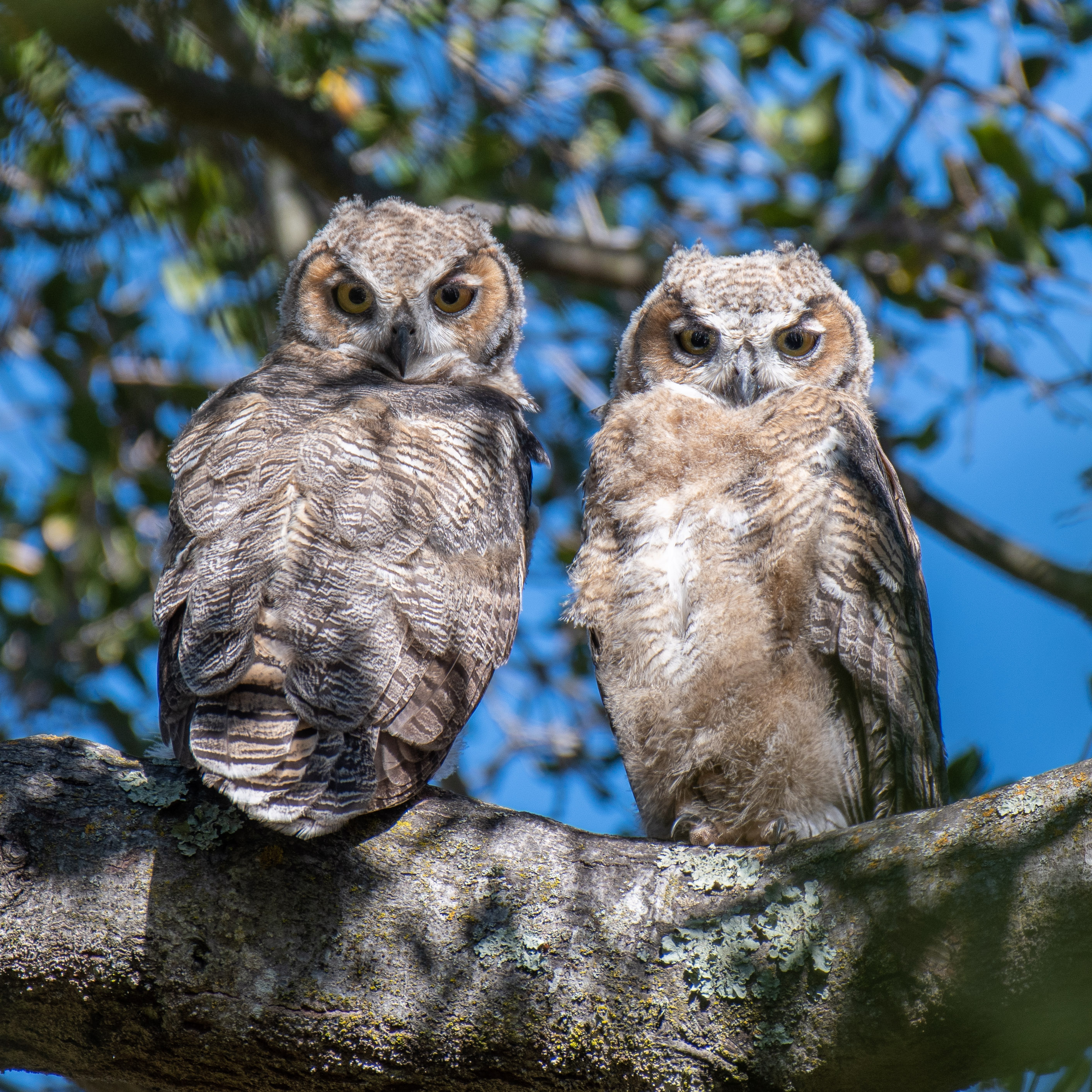baby owls