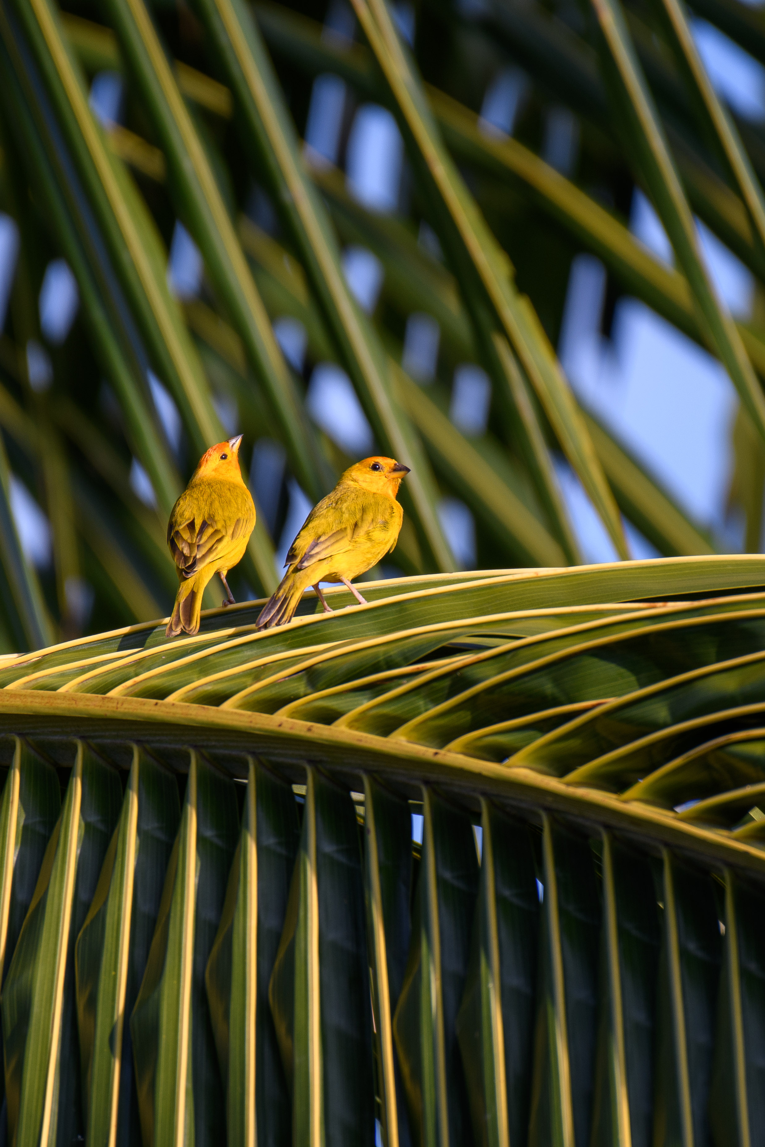 colorful birds in puerto rico