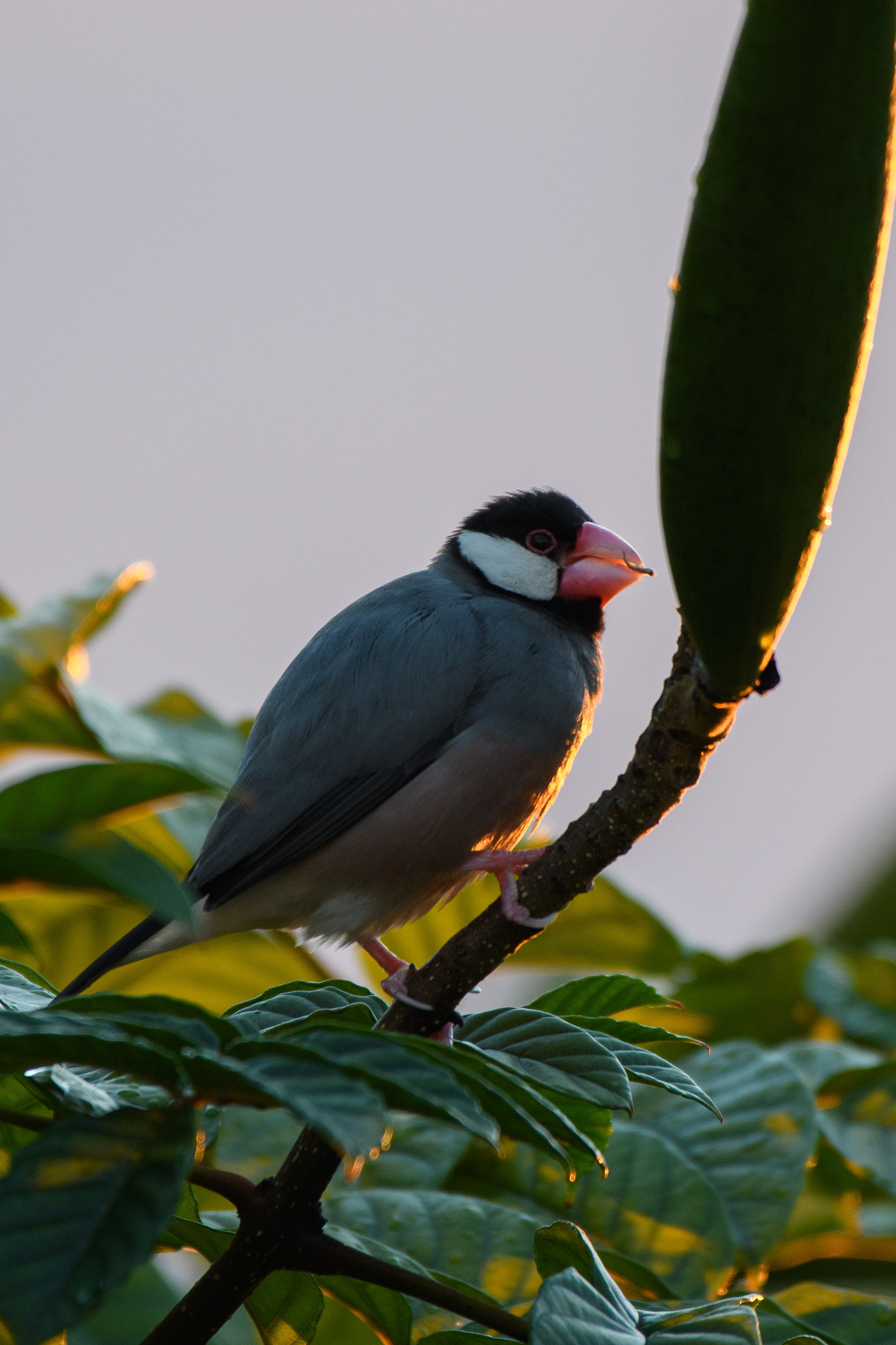 java bird