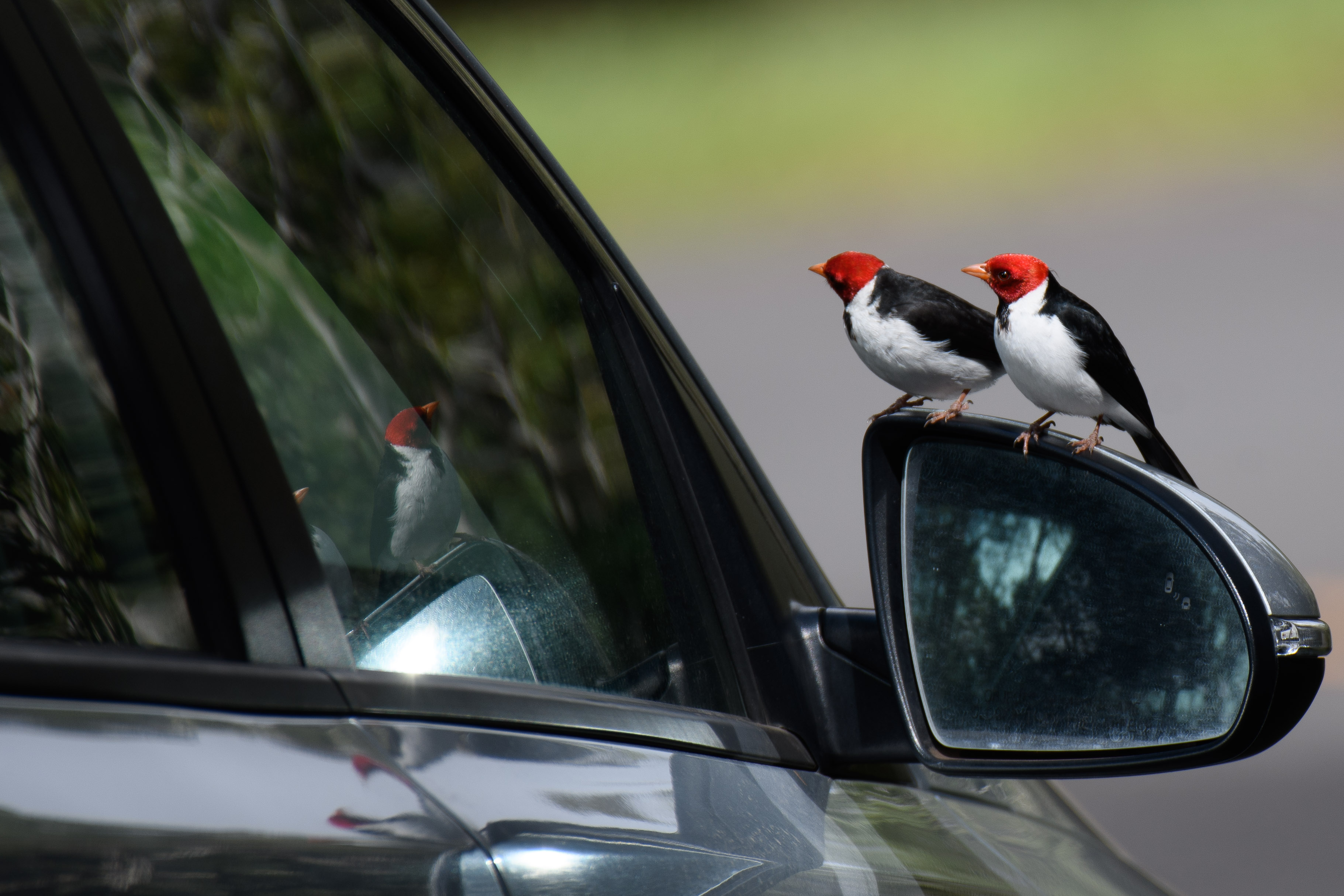 birds looking at reflection in car