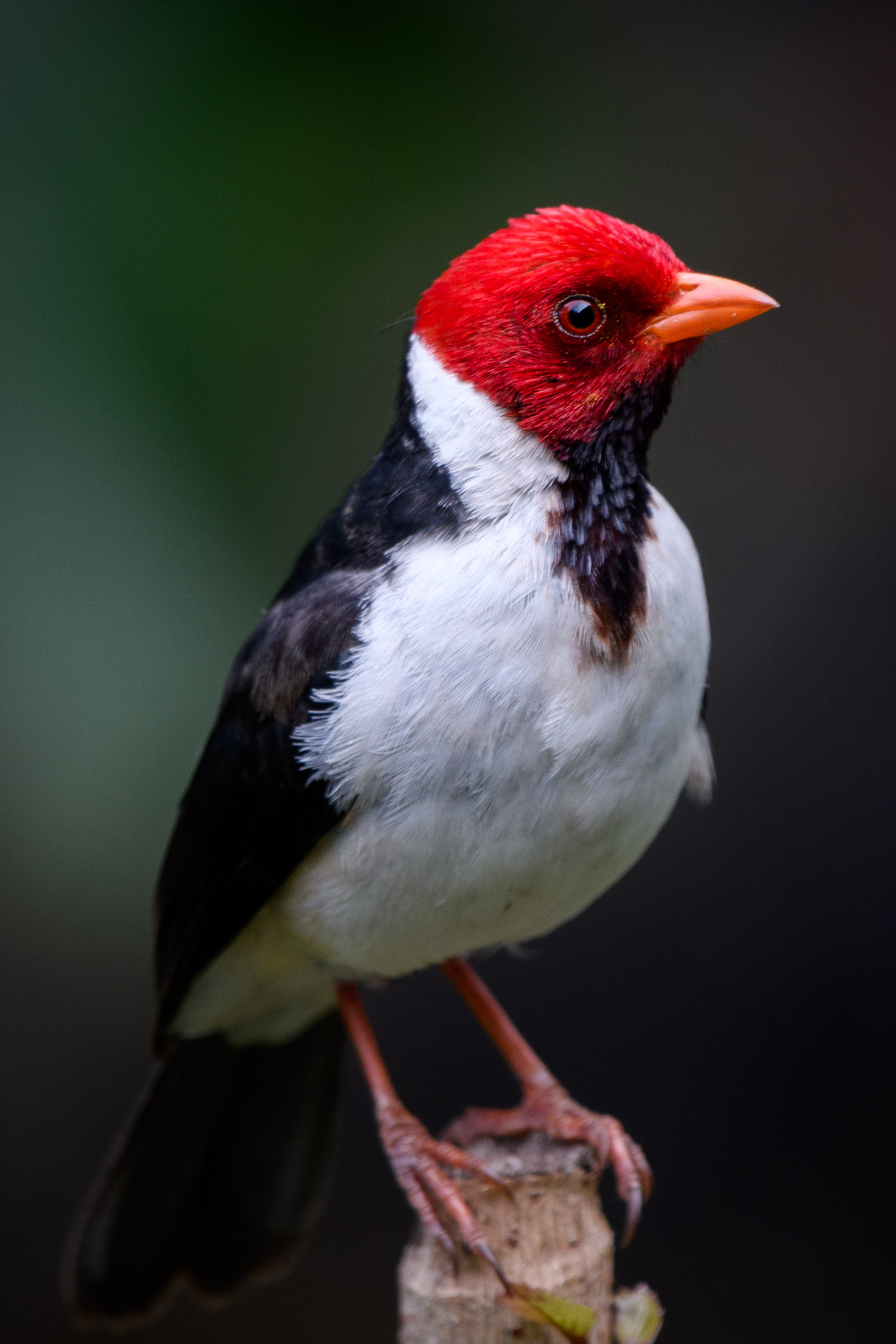 bird with red head