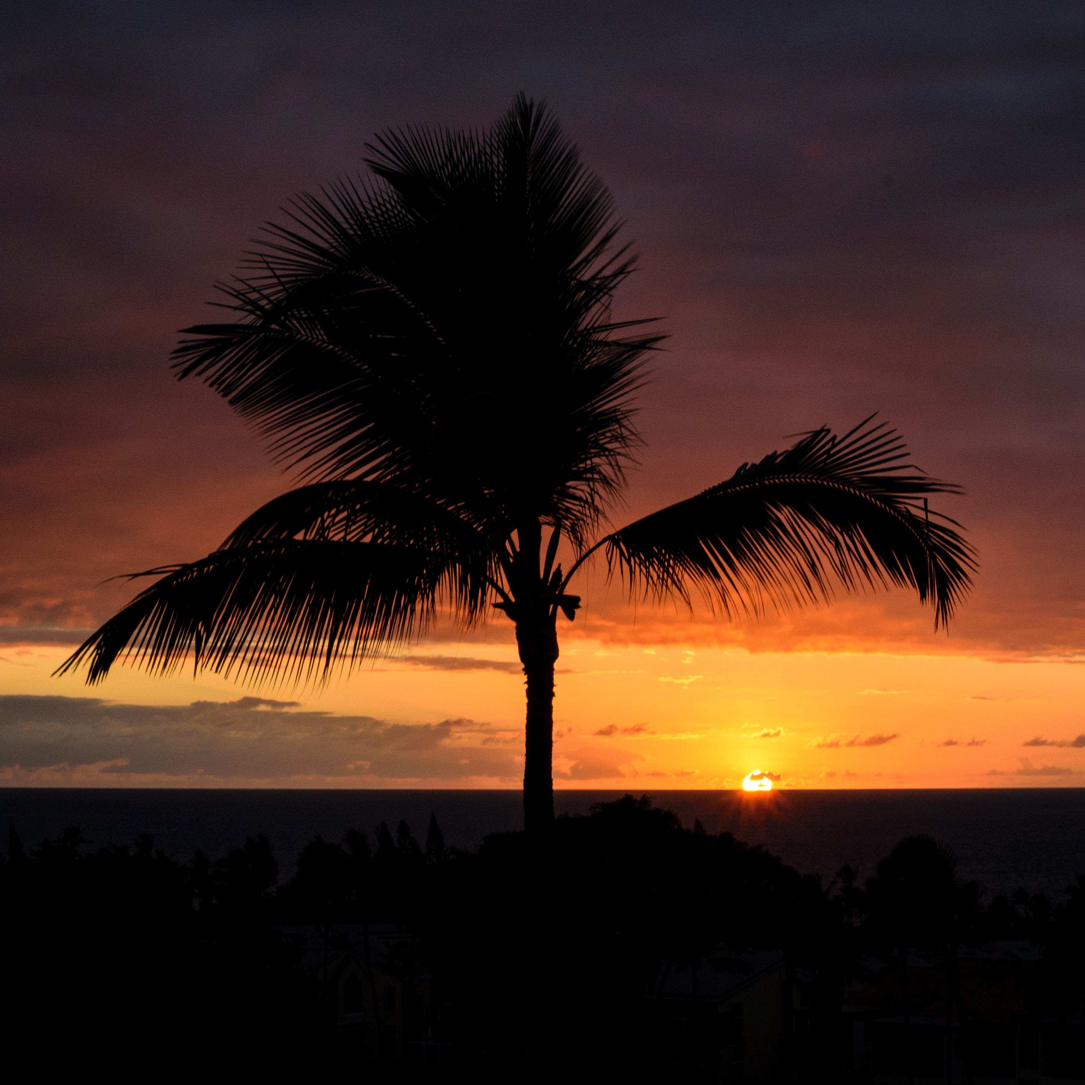 palm tree silouette with Hawaiian sunset