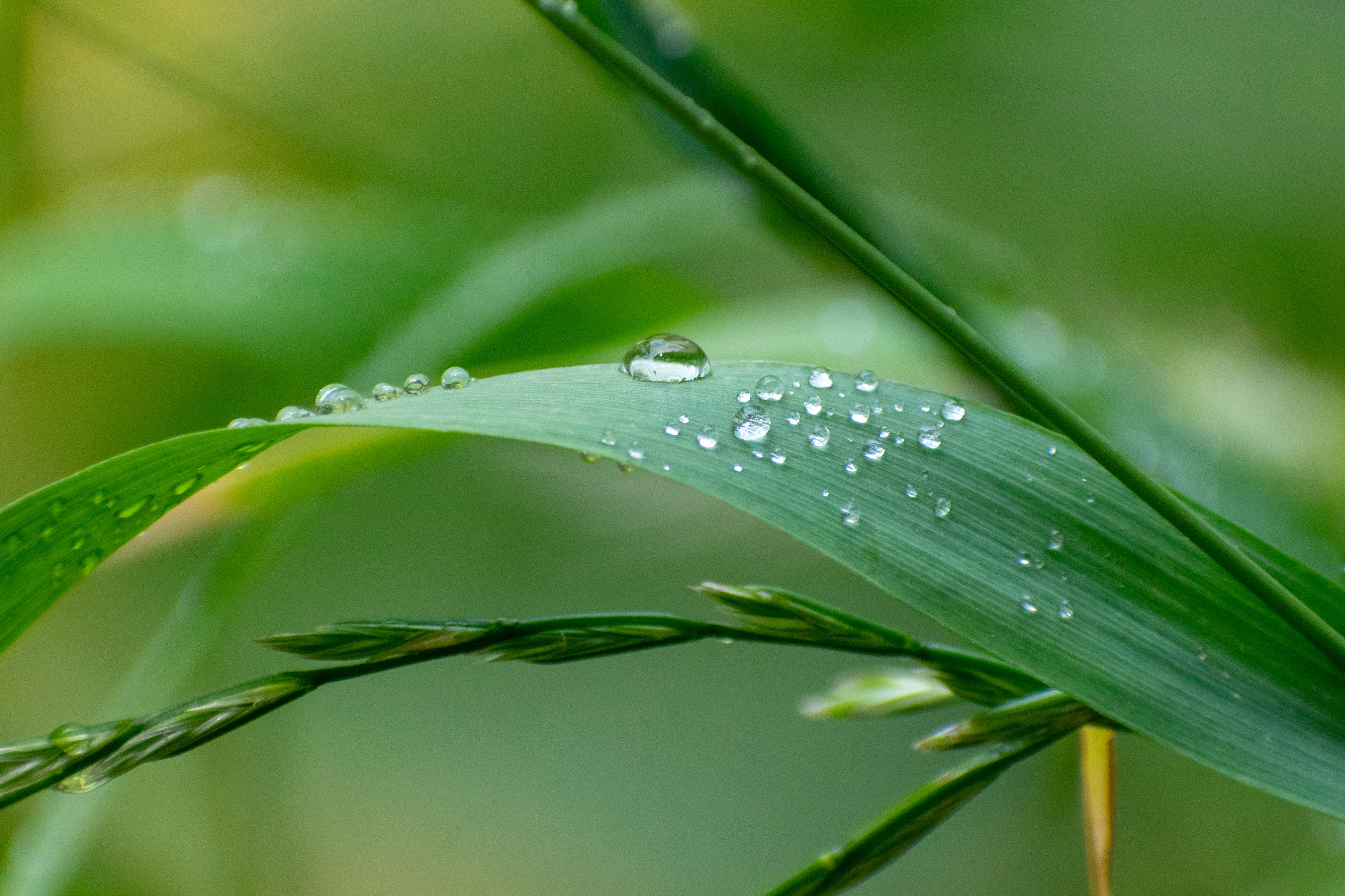 Dew drop on leaf