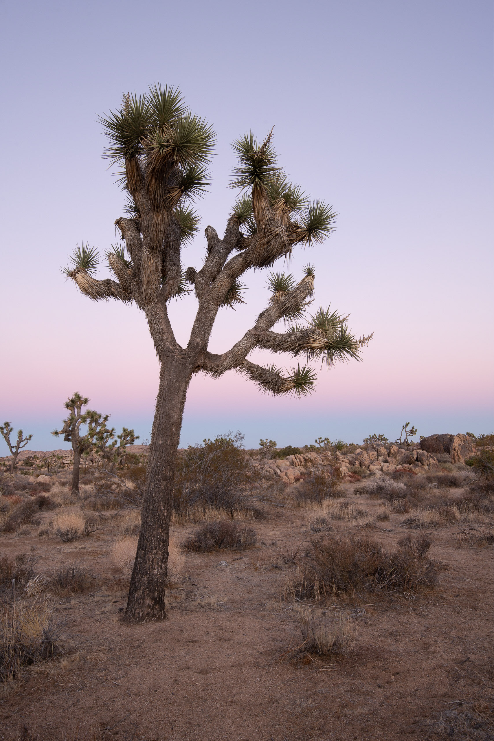 joshua tree at sunset