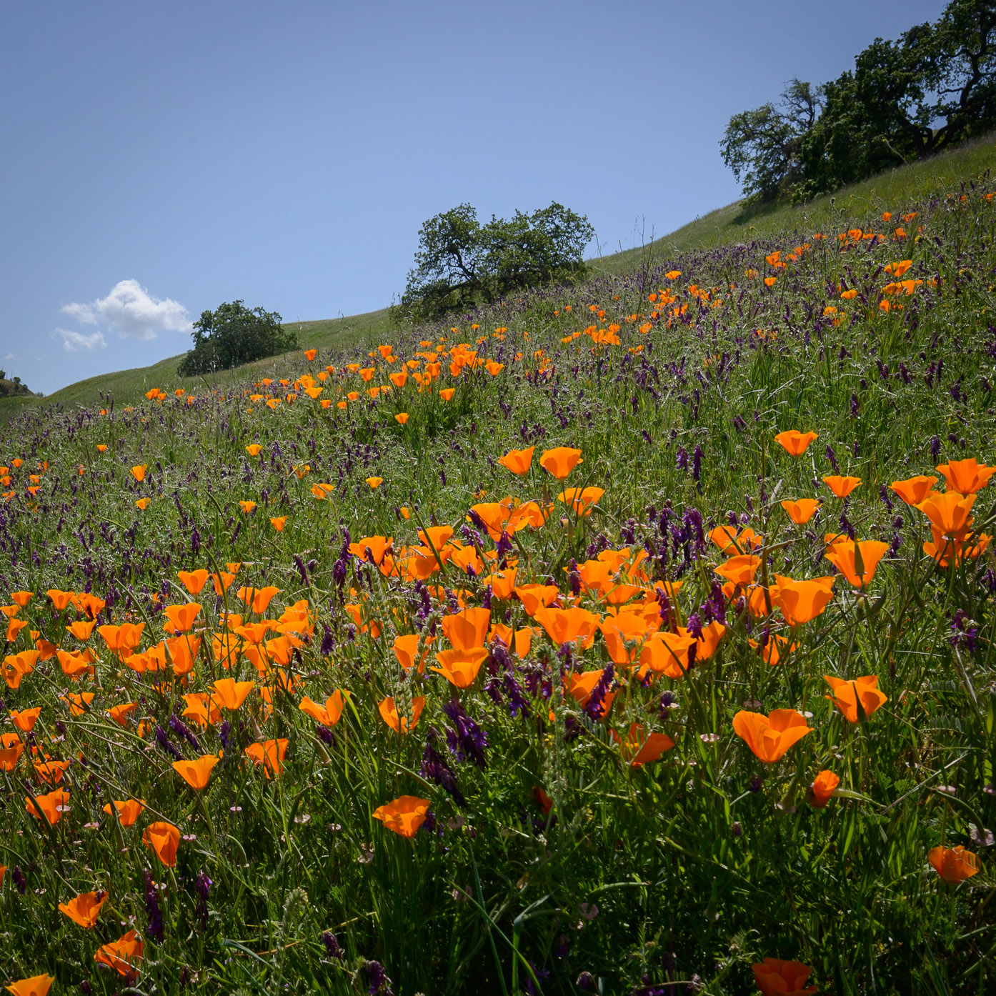 a green hill with california poppies