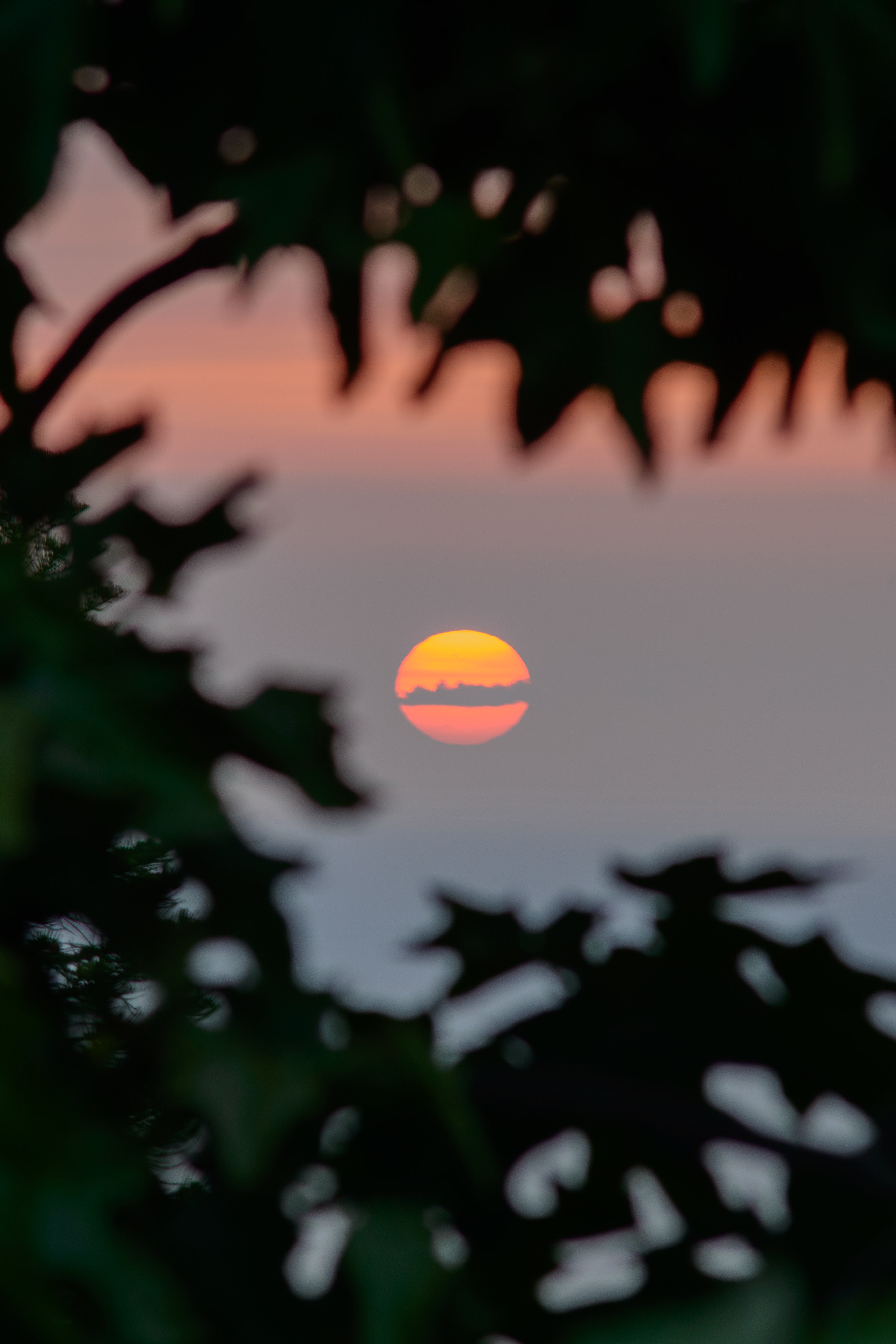 sunset through a tree