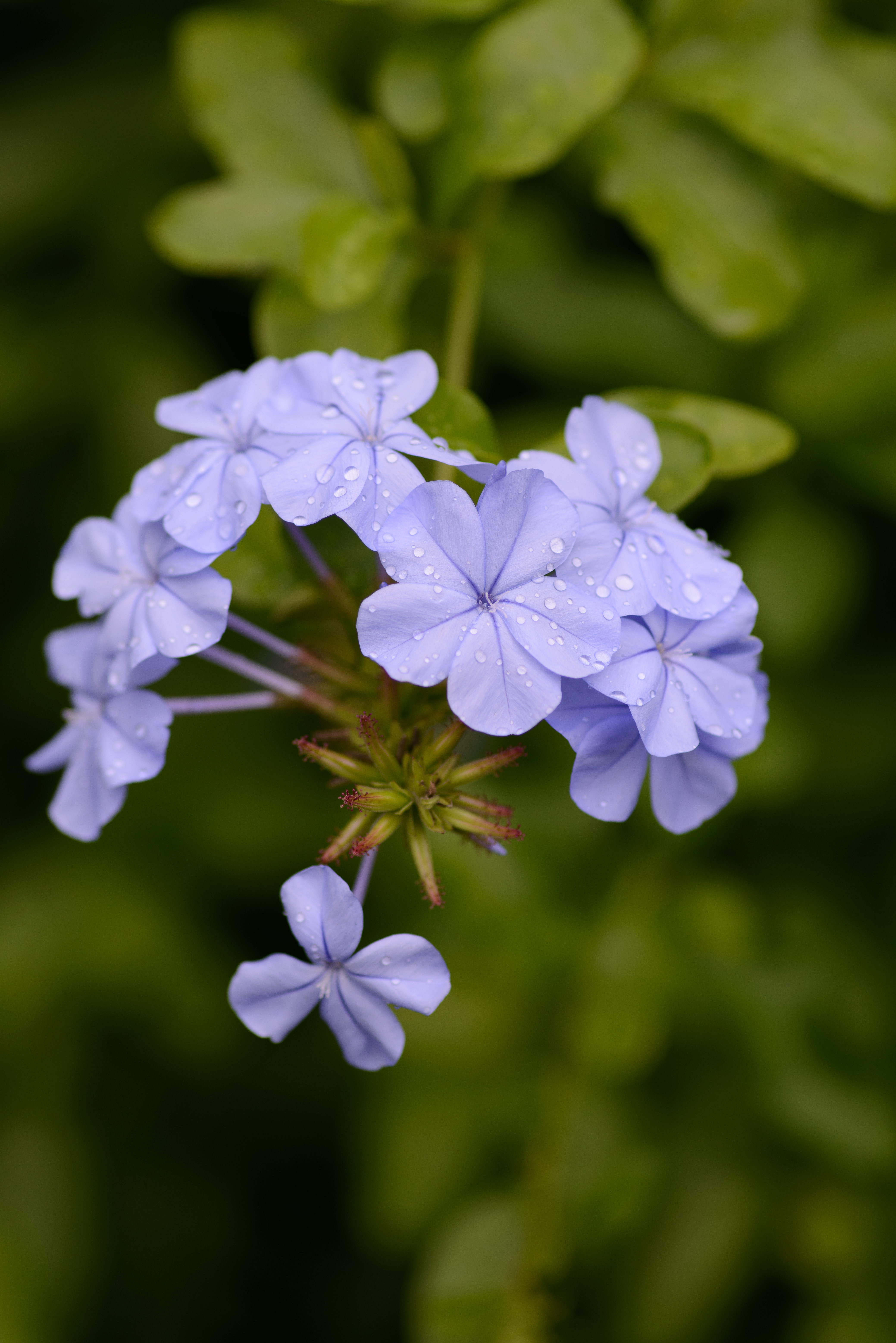 purple flowers with dew drops