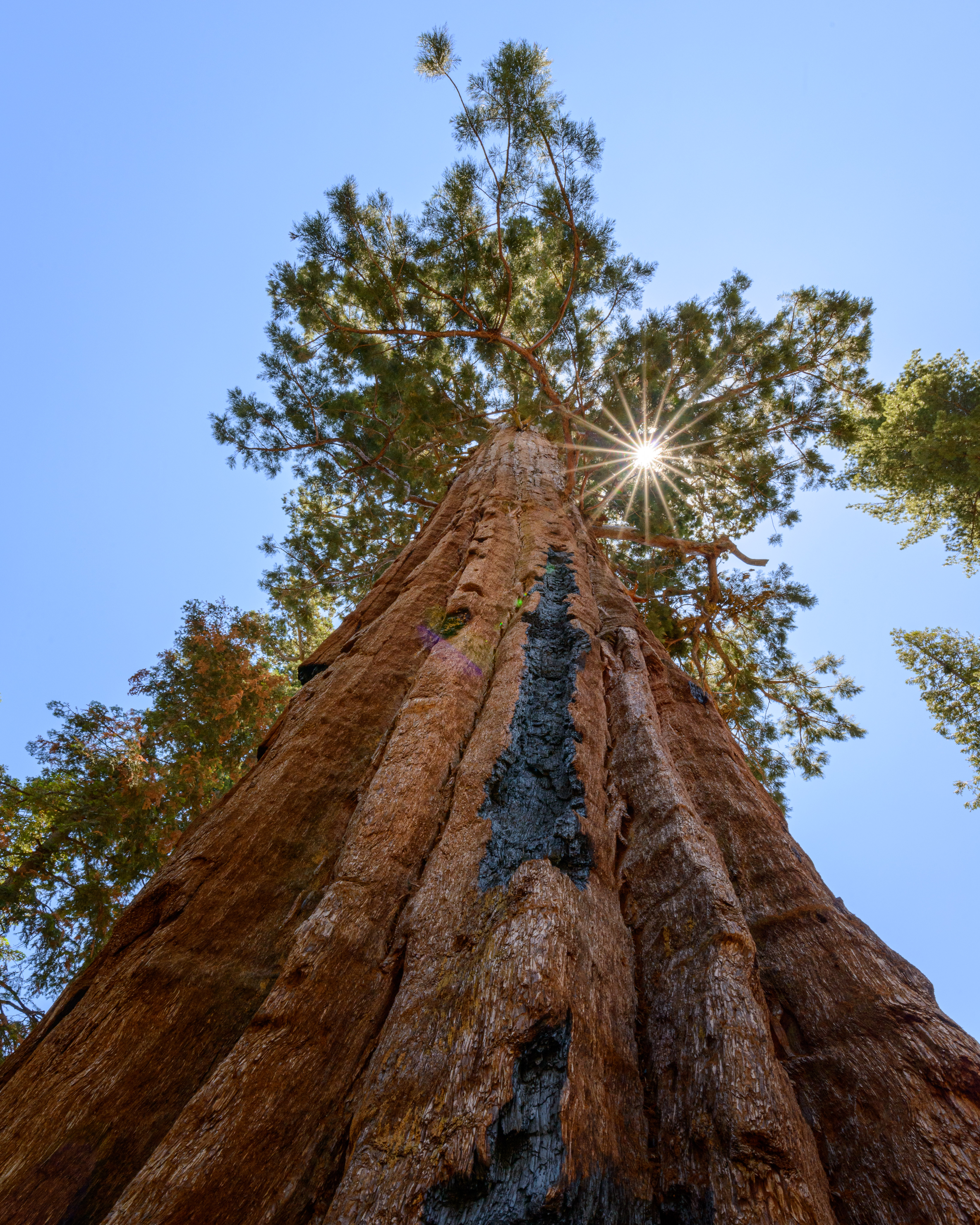 sequoia tree