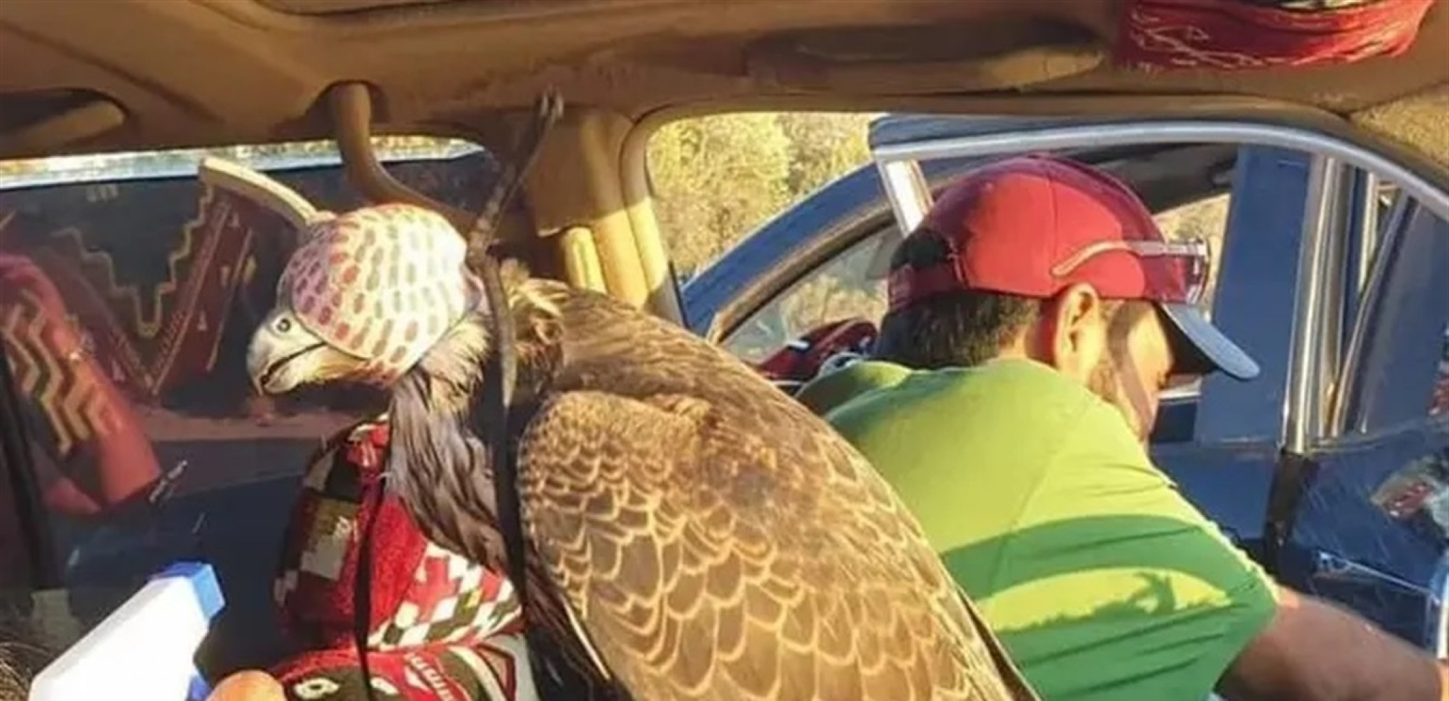 Dearborn About a million dollars... The most expensive falcon in the world was sold at auction