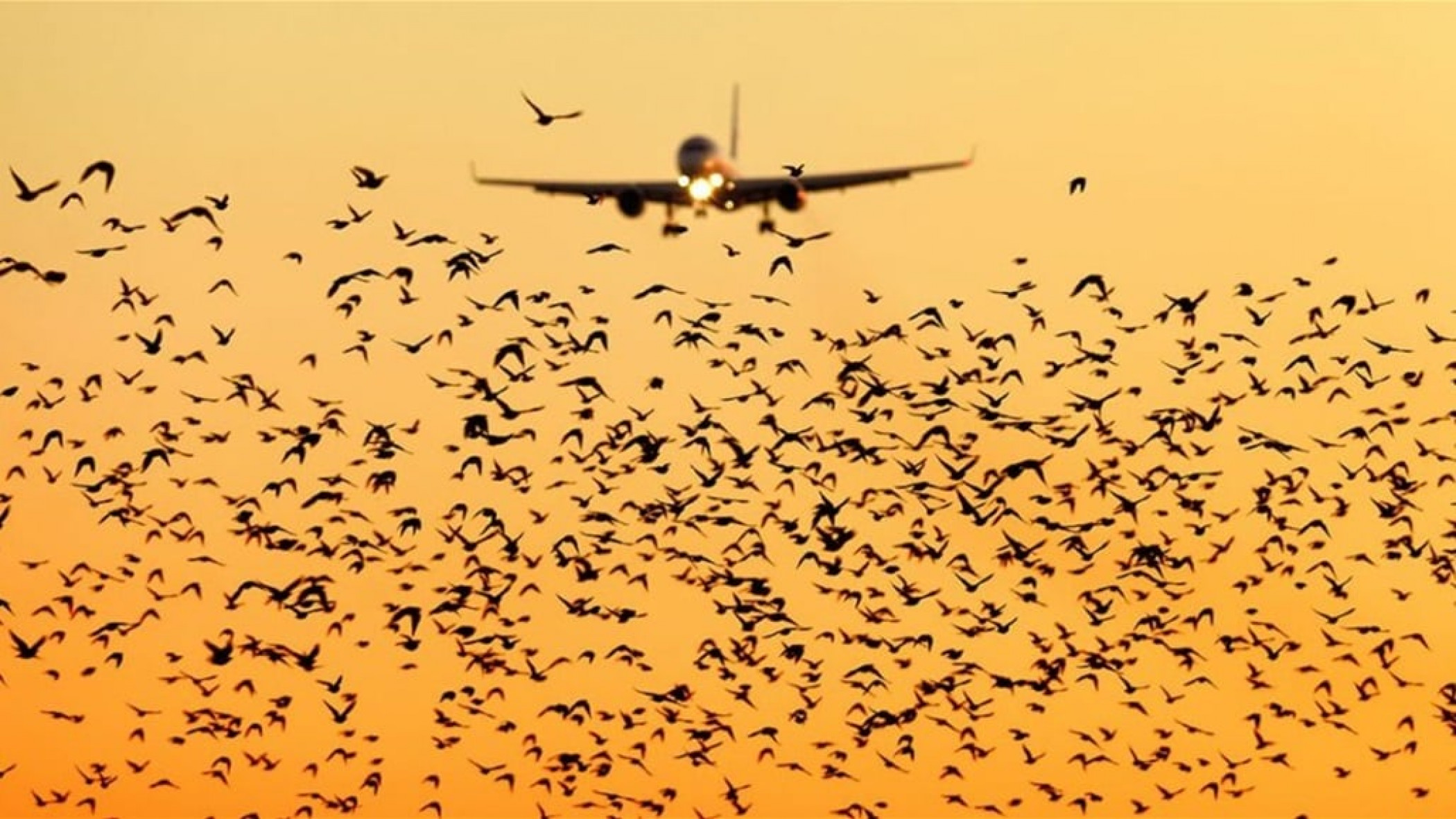 A flock of migratory birds obstructs a flight for hours