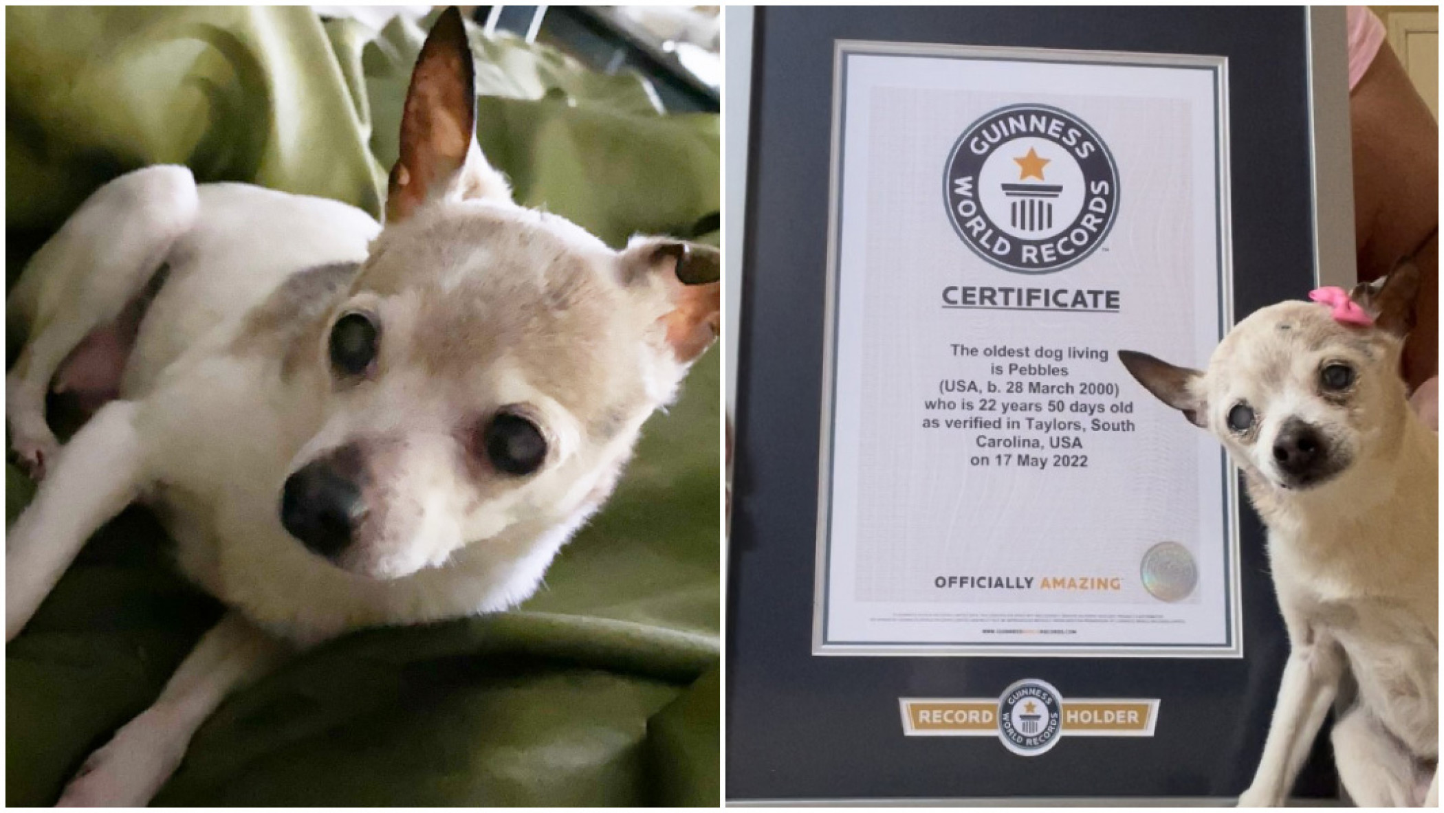 22-year-old dog named world's oldest by Guinness World Records