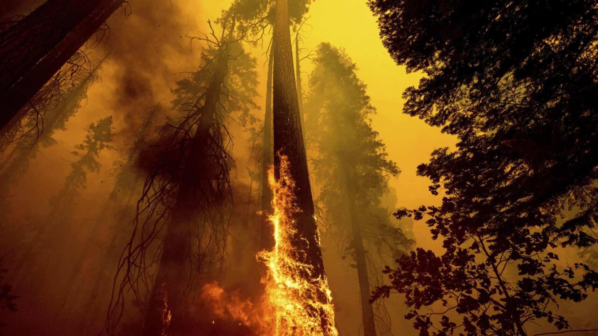 US takes emergency action to save sequoias from wildfires