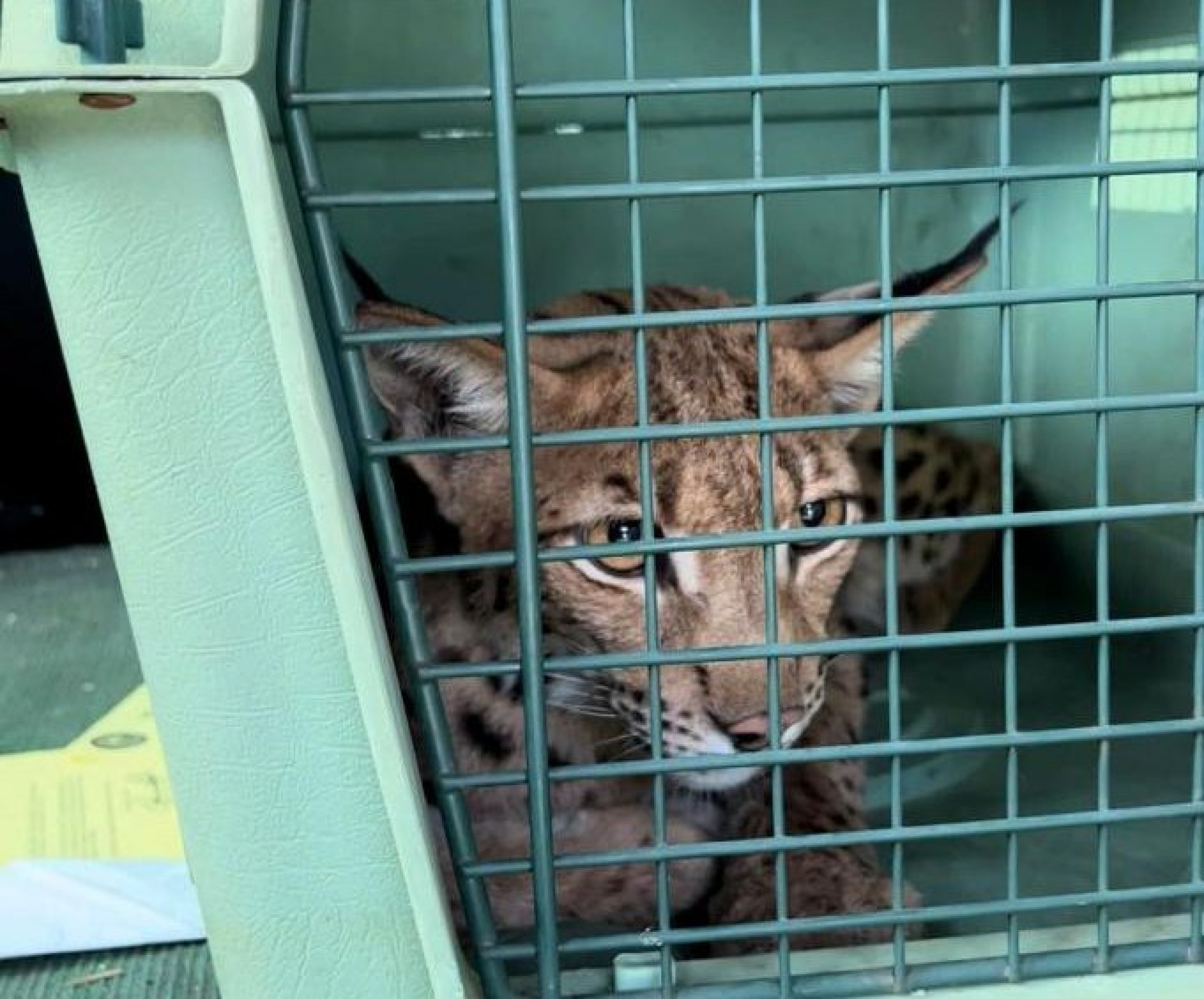 Lynx captured after days on the loose in Long Island