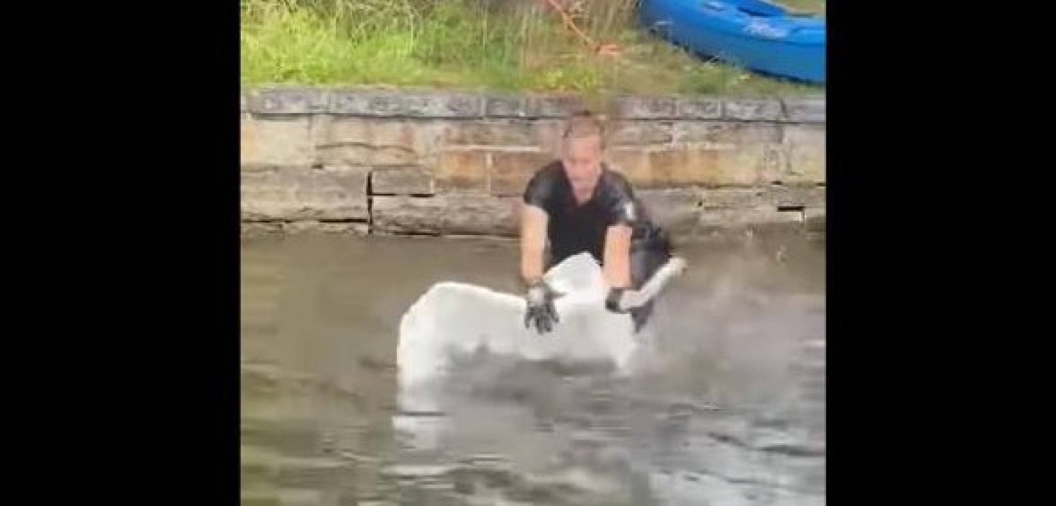Animal control officer jumps into lake to rescue entangled swan